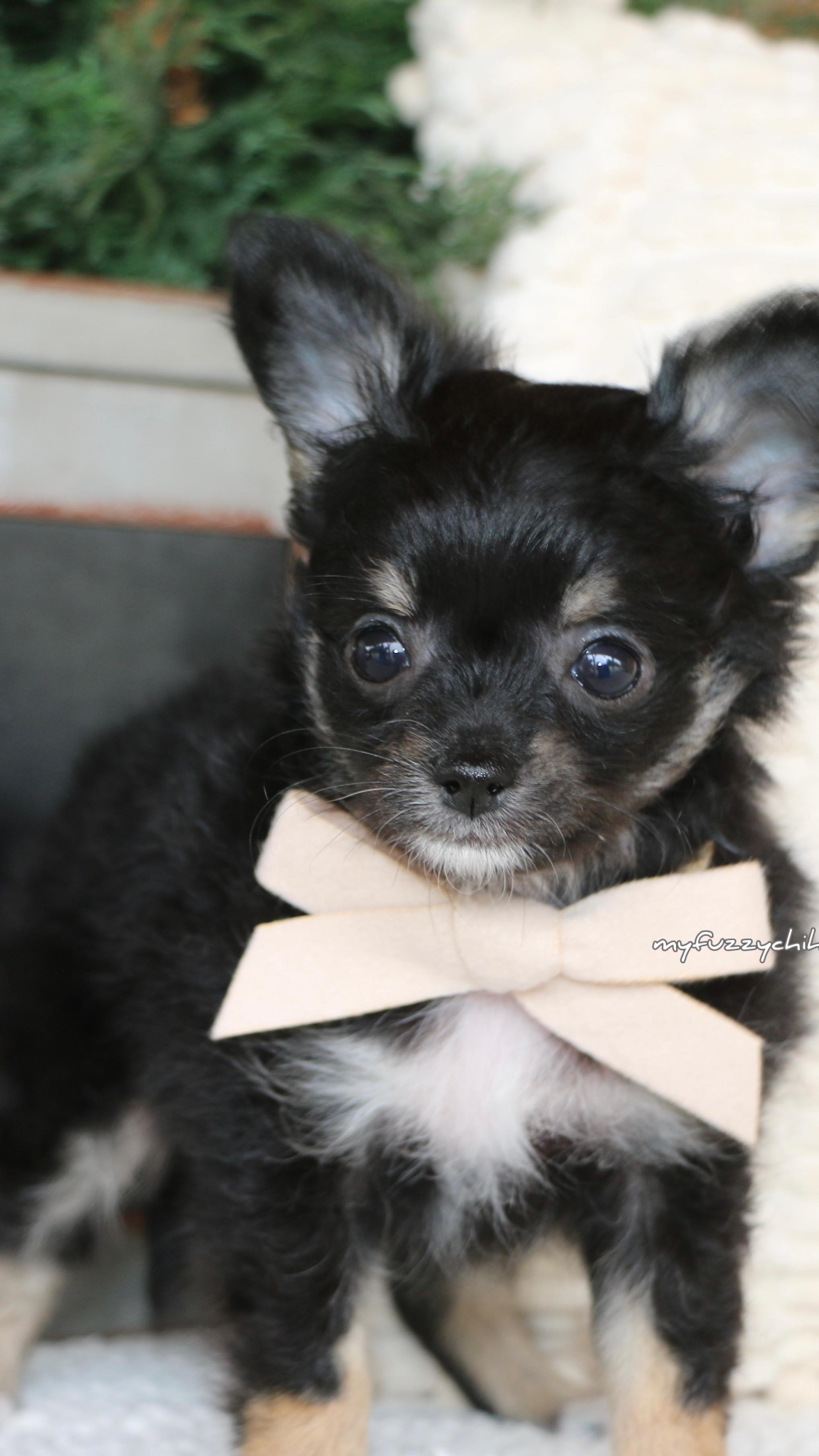 The little buttefly floating by 🥲😍 #chihuahua #fyp #cute #puppy #trending #available #chihuhauasofinstagram