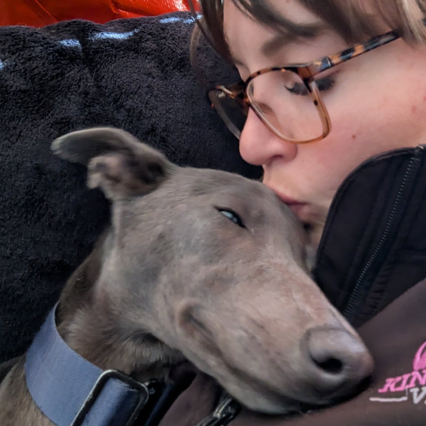 Lunch break snuggles were appreciated today . Thank you @wilfredthewhoppet