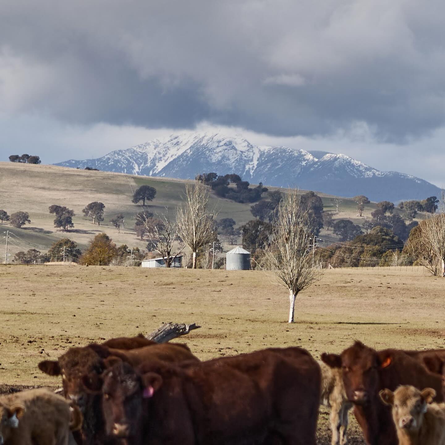 Snow on the mount earlier this week and more snow falling!!🤗❄️.
.
.
.
.
#mtbuller #allthingsagriculture #snow #seehighcountryvictoria #mansfieldmtbuller #ruralphotography
