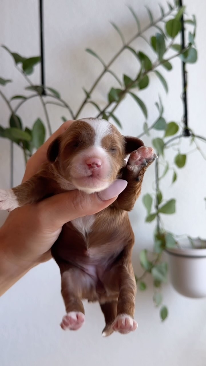 Our precious litter of micro mini Goldendoodles are turning two weeks old tomorrow! 🎀🎀🎀
These tiny fluffballs are stealing our hearts with every little wiggle. Here’s a glimpse into their adorable world and what’s happening with our sweet doodle babies:
✨ **Puppy Milestones** ✨
Eyes & Ears: Still closed for now, but those adorable eyes and ears will start peeking open in the coming week. Until then, it’s all about snuggles with mama!
These angels are scooting on their tummies, inching toward Gigi for their milk fix, doubling their birth weight this week.
Our perfect mama, Gigi is pouring her heart into keeping her babies fed, clean, and oh-so-warm. She’s the ultimate doodle mom, and we’re spoiling her with all the love she deserves! 💕
✨ **What to Expect** ✨
- They’re sipping Mama Gigi’s milk around the clock, fueling their mini Goldendoodle dreams! 🍼
- Sleeping is their full-time gig (up to 90% of the day!), with plenty of nursing breaks. Growing into those adorable teddy bear faces is hard work! 😅
- We’re weighing each pup daily to ensure our little angels are thriving under Mama Gigi’s care. 📈
✨ **Fun Fact** ✨
Our micro minis can’t regulate their body temp yet, so they cuddle tight with Gigi and their sisters in the sweetest puppy piles! 🥰
We’re so excited to share this journey as Gigi’s micro mini Goldendoodles grow into fluffy, playful teddy bears! Stay tuned for more updates on these precious cuties.