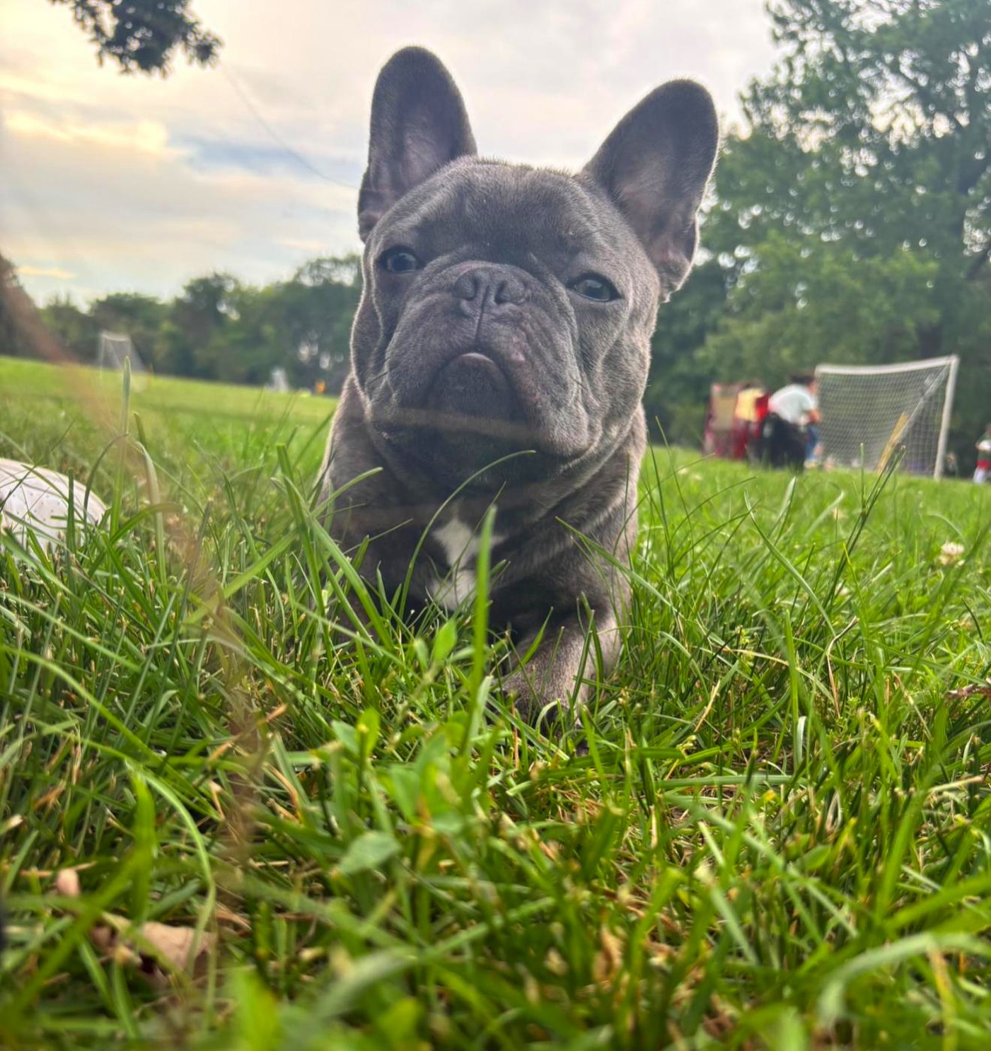 Así va creciendo hermoso Zeus en New York 😍🕶️ Un beso grande a ese Franchie gordito bello 💙
#felicidadrepartida #cachorrosrd #frenchie #bulldogfrances