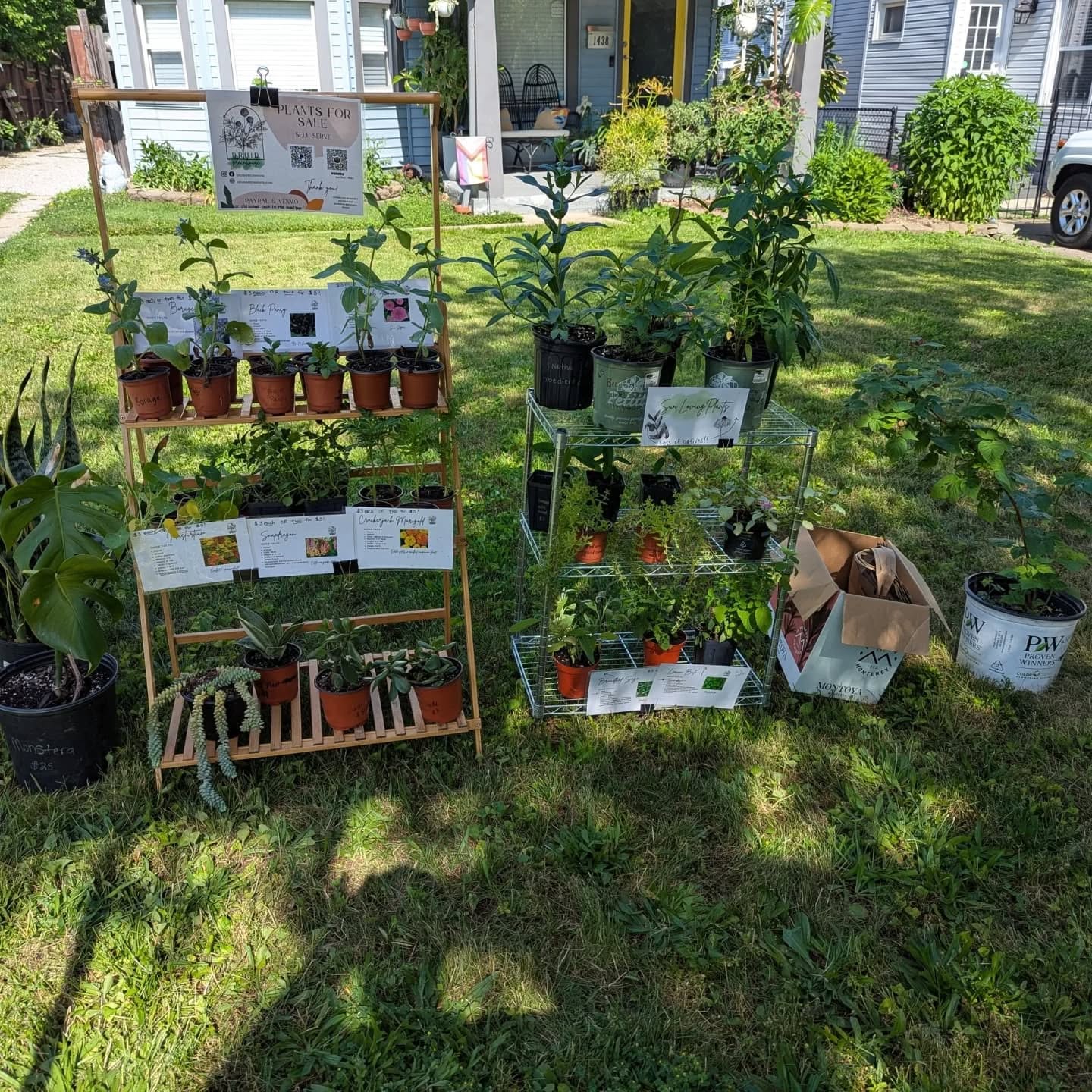 The self-serve plant stand is out at 1438 Newman Ave - Lakewood!
It's hotter than hell outside, but you can come get some super cool plants for your garden and house!
Uncommon annuals, native perennials, and berry bushes ripening and ready for your yard!
Venmo, PayPal, or old school cash in the mailbox!
Stay cool everyone π₯΅
#druidgreenhouse #plantsforsale
#plantstand #lakewoodohio #plantsale
#smallbusiness