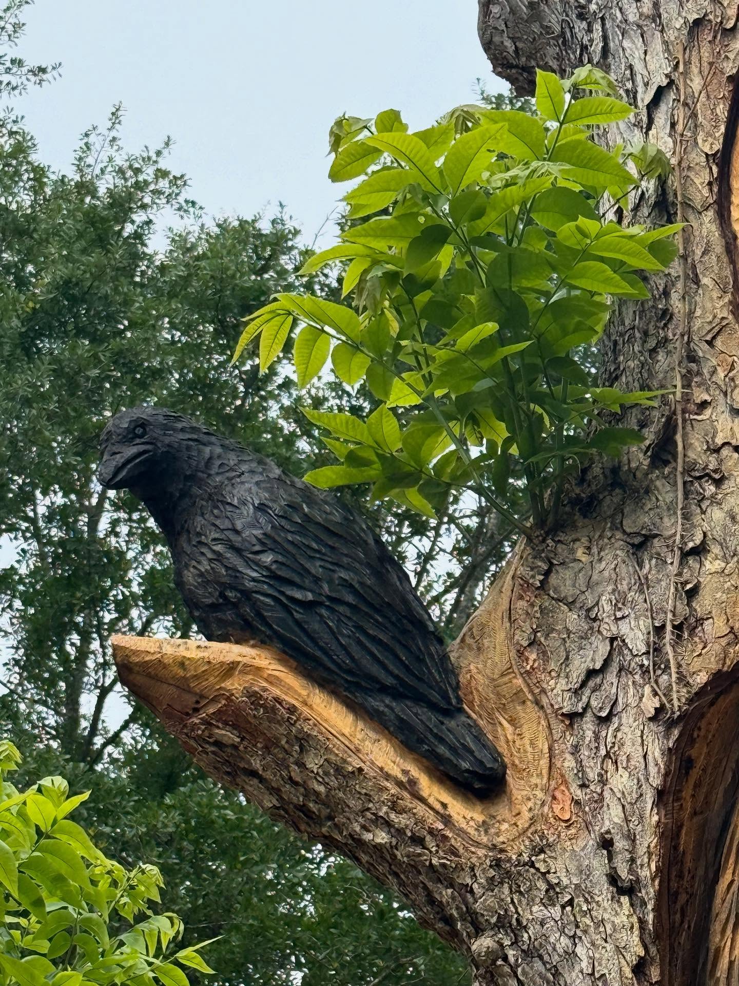 Crow is an Omen of Change.
Perched high in the arms of a once-living giant, Crow watches in silence.
Carved from the heartwood, it reminds us:
Time is not linear.
Crow lives in the void—seeing the past, present, and future as one.
The Ancient Chiefs say: when Crow appears, transformation follows.
Stay open. Something sacred is shifting.
📍TGL Adventures