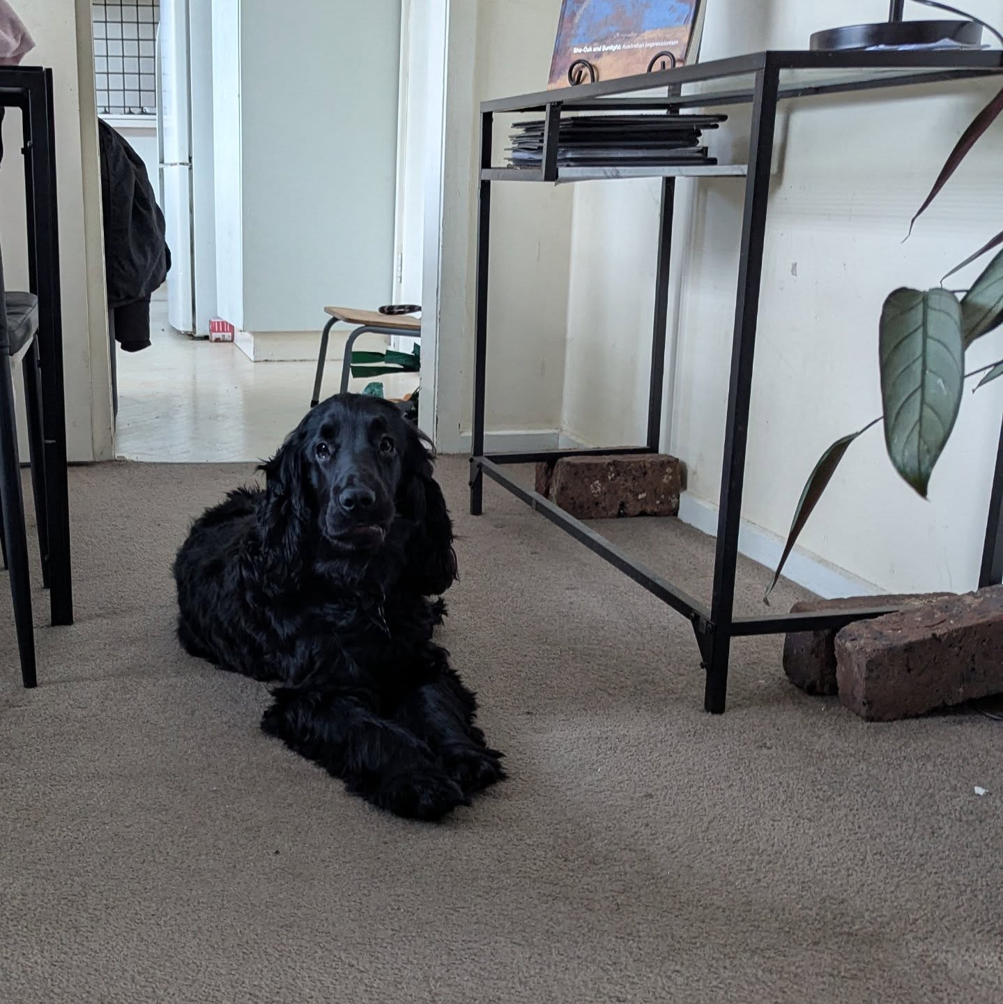 Rainy days call for indoor training with Gus ๐