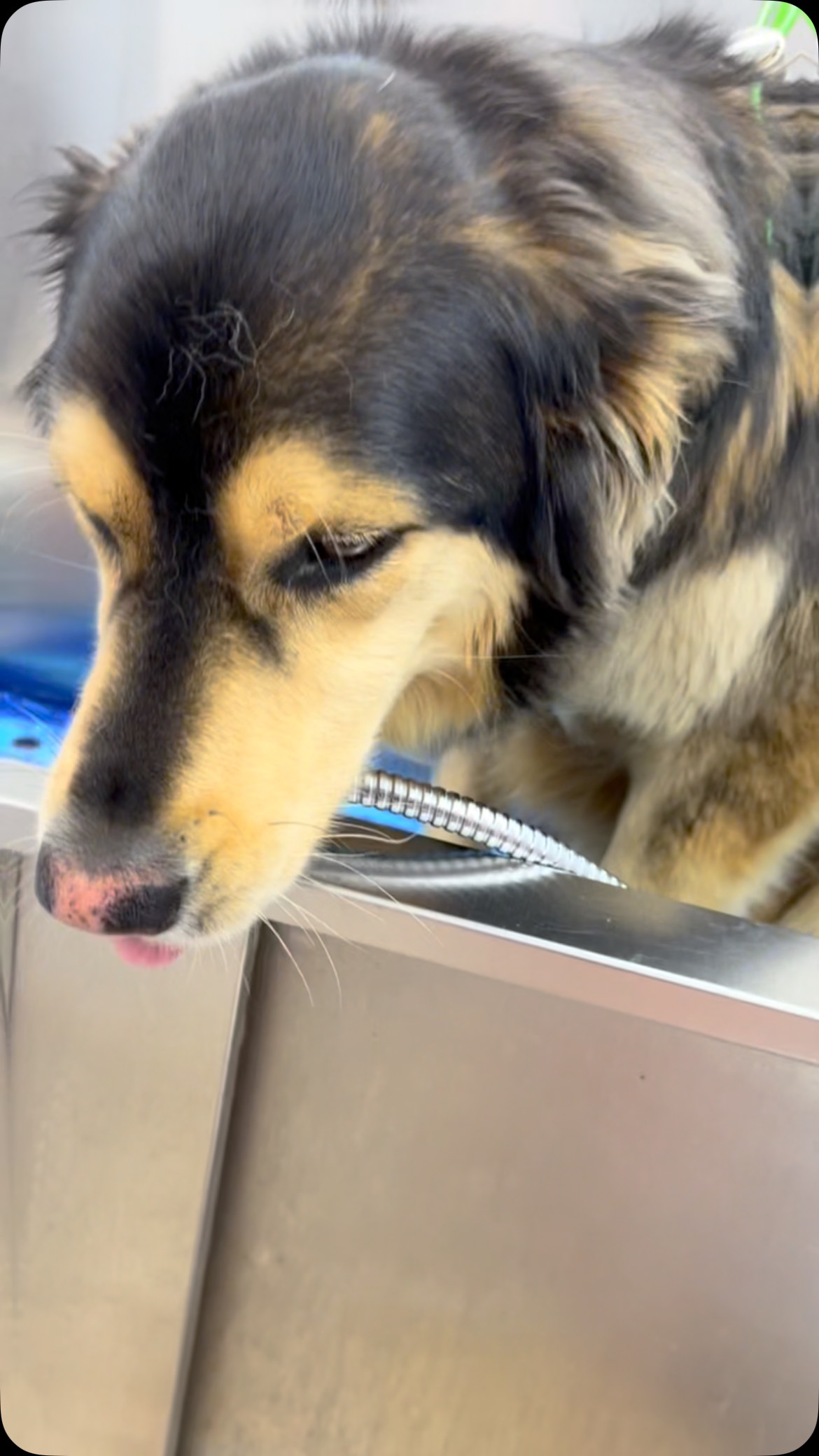 After an eventful weekend in Ohio at Petquest then a 12 hour drive home yesterday, we’re back to work today! Dancing my way through! #dawnofdeshed #mobilegrooming #trachsaver #handleit #allforgroomers #tobymac #ignition #dance #dogs #petquest #backtowork #heatwave #summer