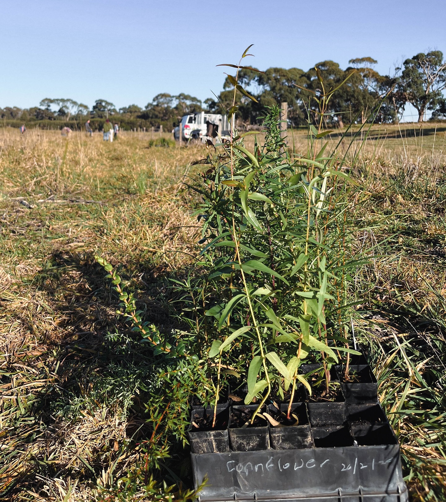 Although we are Landcare group – we are not the kind who focus on plantings. That’s not to say however, that we don’t help out our friends! 🌱
On Saturday morning @cornerinletlandcare gathered volunteers to plant some 900 seedlings grown by @narkabundah Wild Flower Nursery and completed their ‘Return to Bush’ revegetation biolink at Barry Beach 🐨.
Over the last 18 months, this biolink project has seen thousands of seeds grown and planted in an effort to link surrounding remnant bushland, create habitat, sequester carbon and encourage healthy waterways 🐟.
This project was made possible by West Gippsland Catchment Management Authority @wgcma, Landcare Vic @landcarevic and the volunteers at Corner Inlet Landcare, who are doing a sensational job of restoring the landscape around the Marine & Coastal Park. Prom Coast Ecolink and Corner Inlet Landcare group are members of the South Gippsland Landcare Network @southgippslandlandcare 🌱