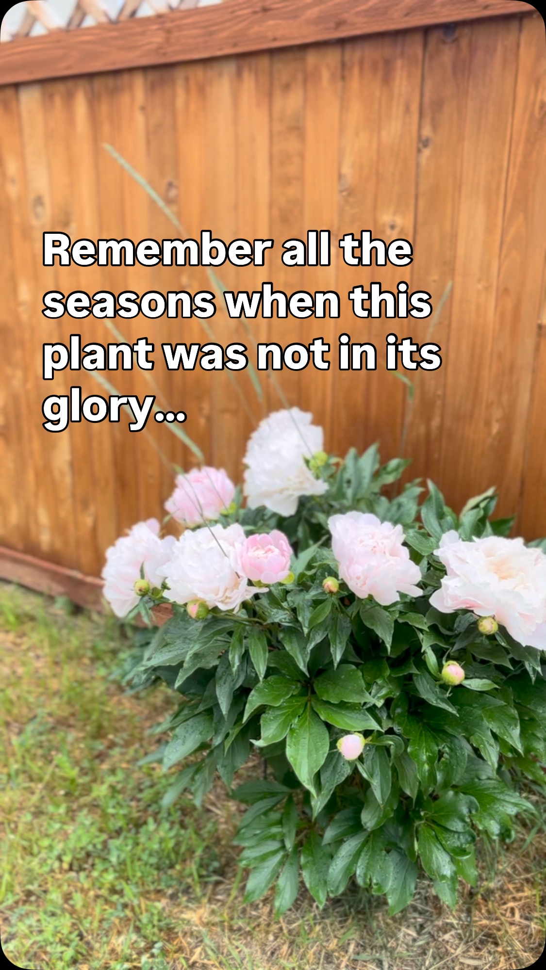 Sometimes we think we aren’t measuring up. Reminder that you, like a plant aren’t meant to flower abundantly always. You will have seasons of fallow, of winter, of new spring growth. Invitation to welcome the season you are in.
