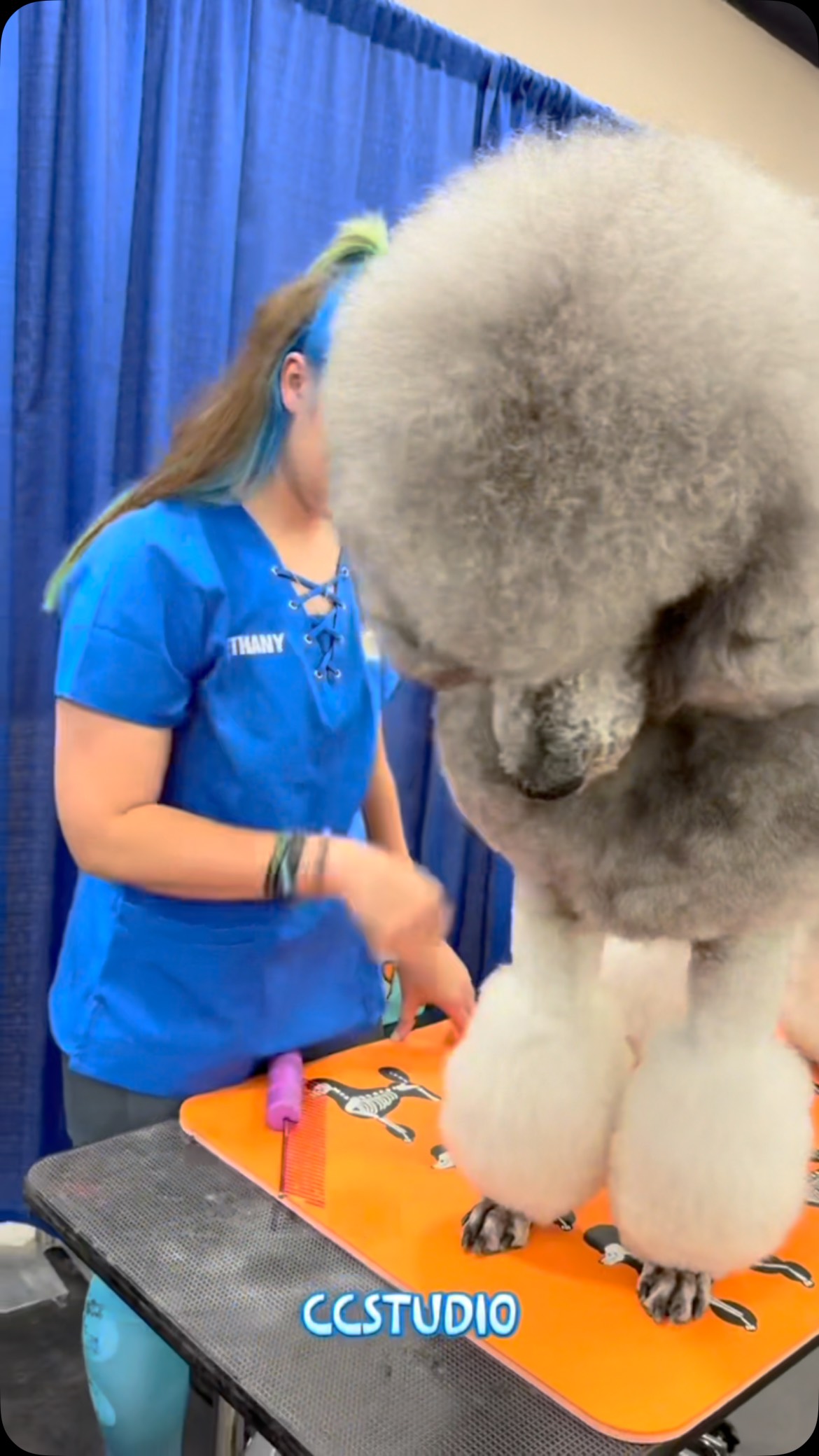 Thank you once again @caninecoutureeg for the video! #dawnofdeshed #mobilegrooming #njgroomer #monmouthcountynj #dogsofmonmouthcountynj #trending #epicthemusical #allforgroomers #handleit #petquest #winner #showdog #poodle #barkleighproductions