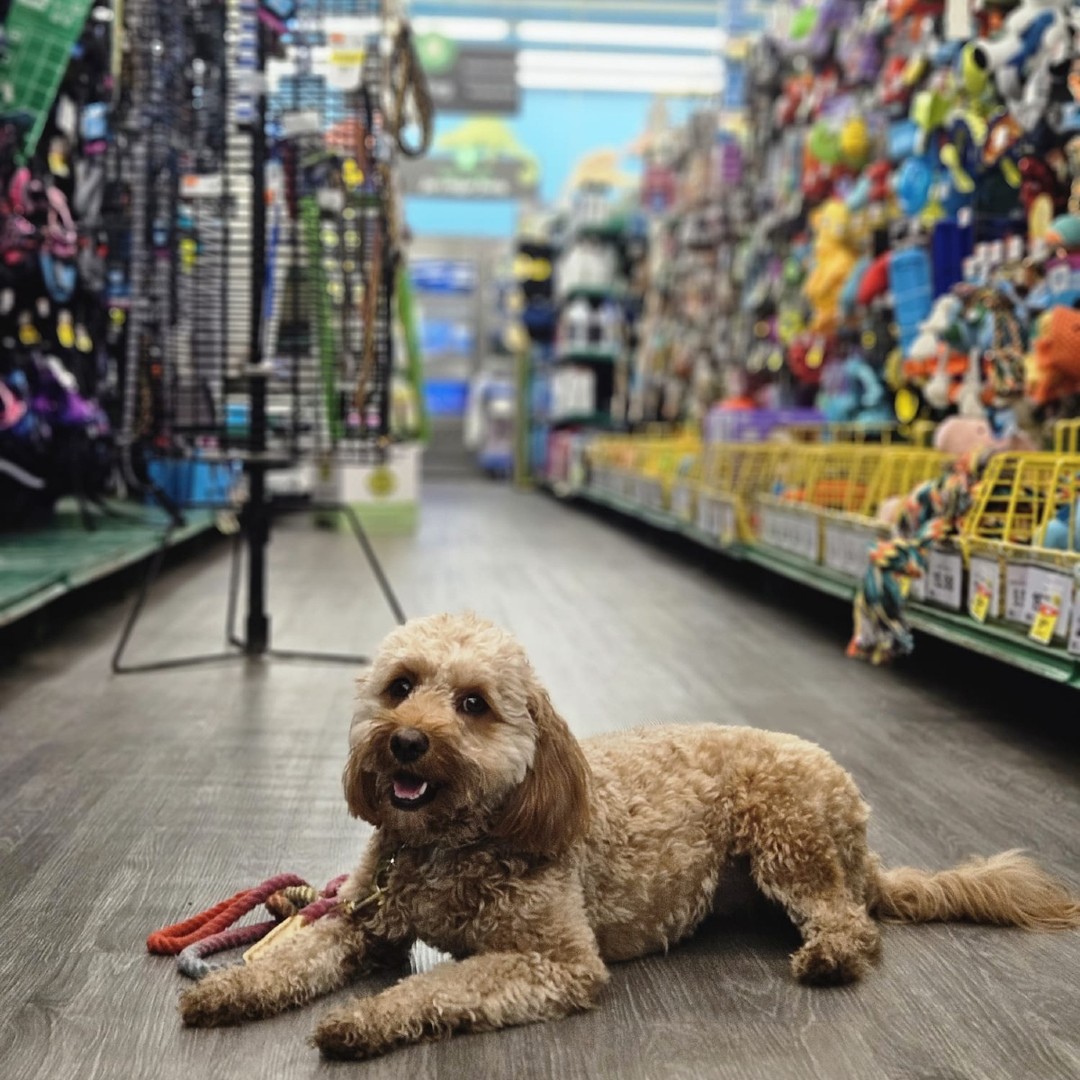 Training isn’t just about commands—it’s about confidence.
Pet-friendly stores like Pet Supplies Plus are the perfect place to work on focus, manners, and staying calm around distractions. Need help fine-tuning your dog’s behavior in real-life settings? Let’s talk training.
#PetSuppliesPlus #DogTrainingJourney #OhioK9Ranch #PuppyTraining #ObedienceTraining #TrainEverywhere