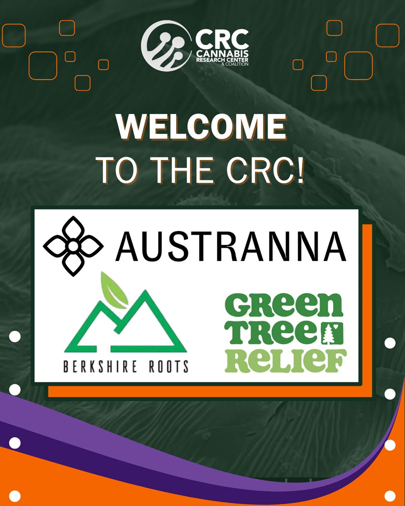 These three companies expand our reach across continents and climates!
Please join us in welcoming Austranna (Australia), Berkshire Roots (Massachusetts), and Green Tree Relief (Michigan) to the CRC!
Austranna is a fully licensed, solar-powered cultivator and manufacturer in Queensland, focused on premium medicinal cannabis and sustainability, with a mission to make plant medicine more accessible worldwide.
Berkshire Roots is a top-ranked Massachusetts operator known for award-winning flower, innovative extracts and edibles, and exclusive partnerships like Cookies—all grown and crafted with care in the Berkshires.
Green Tree Relief is a Michigan-based, family-owned company with deep cultivation roots, praised for their house-grown strains, artisan rosin, and consistent quality across their Reading and Coldwater dispensaries.
These companies exemplify the CRC’s mission to drive evidence-based cultivation and advance cannabis science across diverse growing environments and markets.
We’re honored to grow together!
Welcome to the CRC!
If you’re not a CRC member, visit our link in the bio and join today!
Membership is free for cultivators thanks to our supporting industry vendors!
#australia #massachusetts #michigan #research #plantscience #cannabisindustry #cannabis #cannabiscommunity #growers #farmers #cultivators