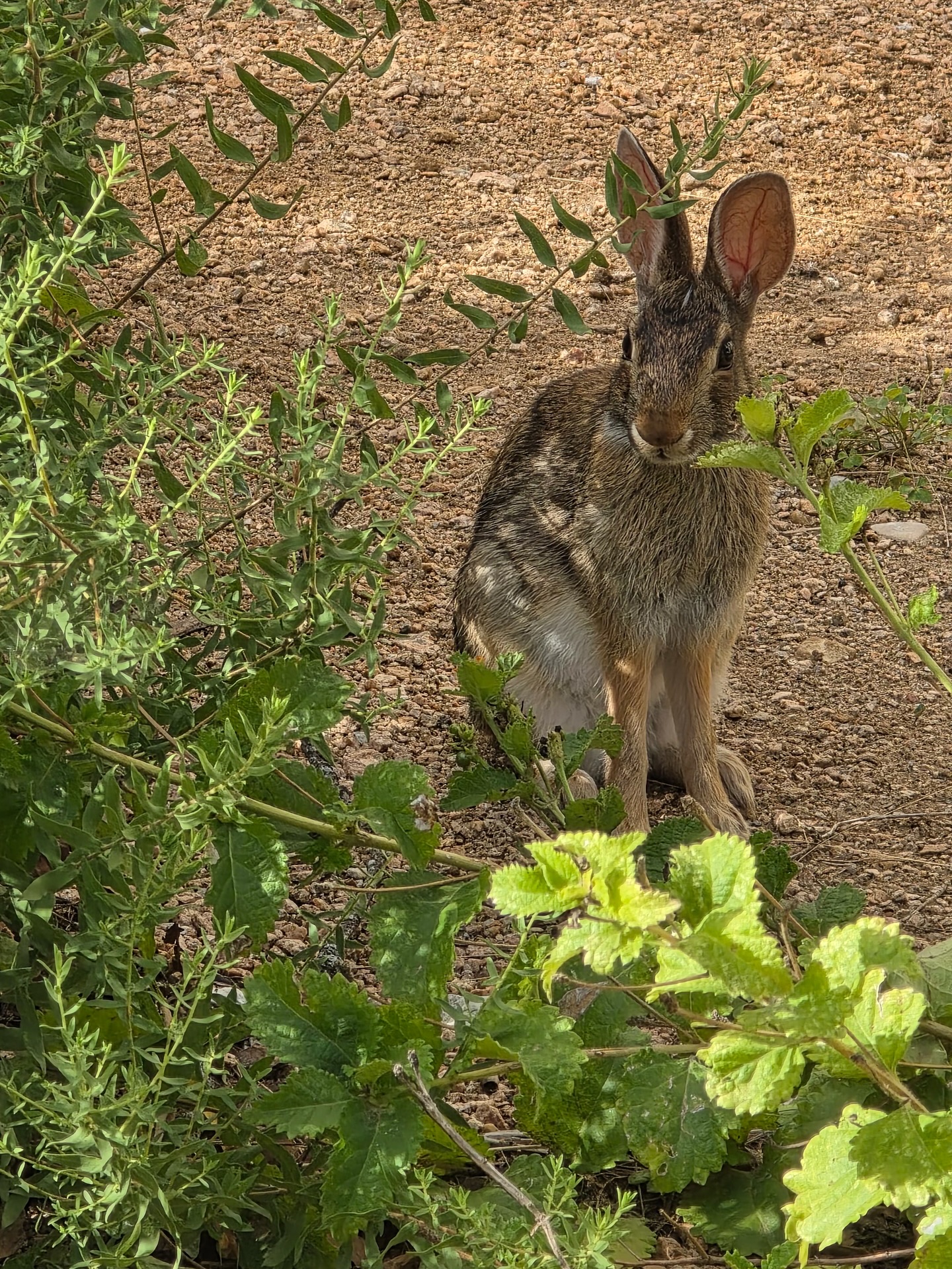 Our resident bunnies here at Baker School. Have you seen them on our property? We love them!
@AustinCityParks
#AustinHeritageTourism #austintx #bakerschool #bakercenter #rosette #austinparks #centralmarket #hydepark
