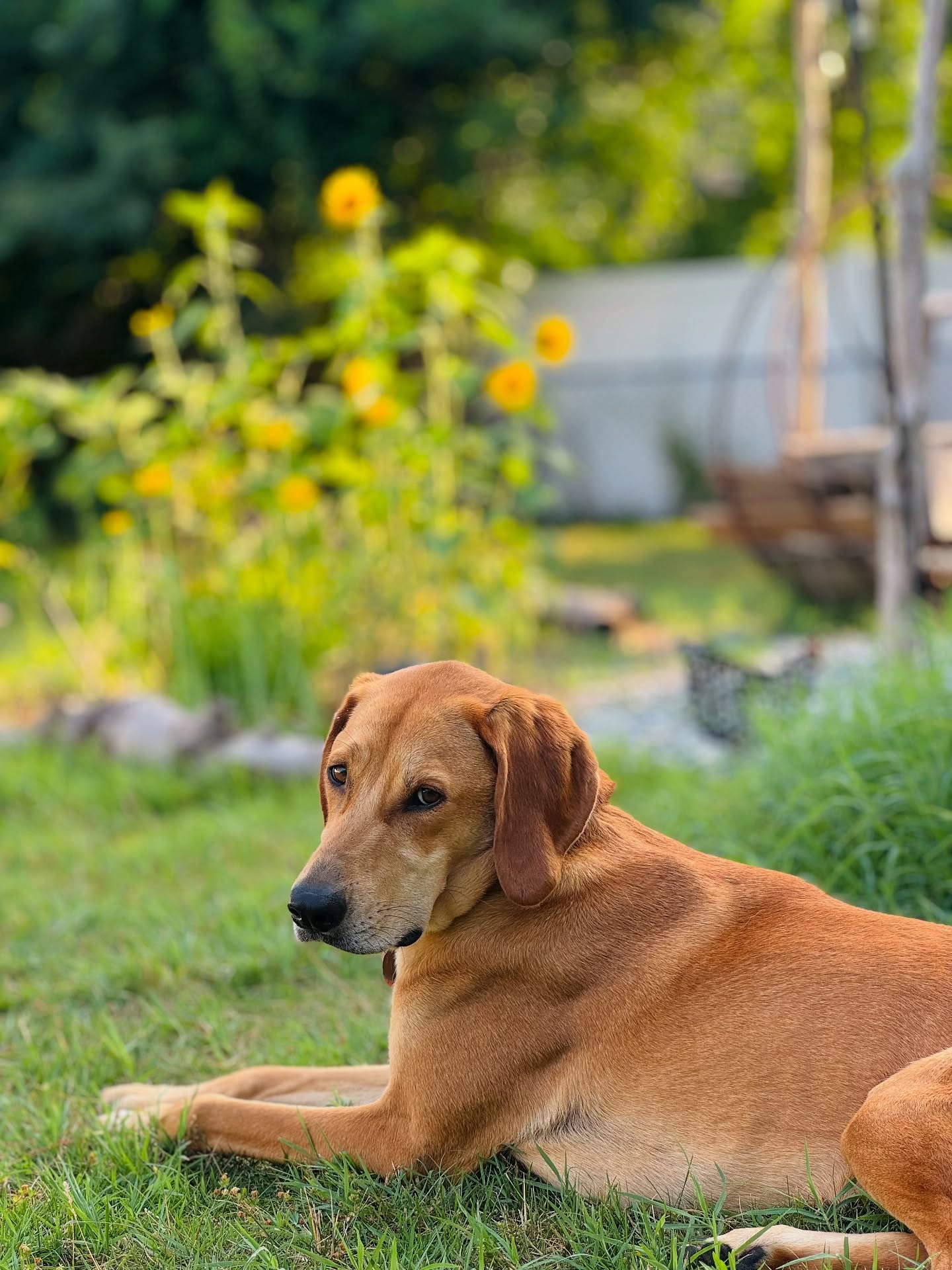 frank + sunflower appreciation post
