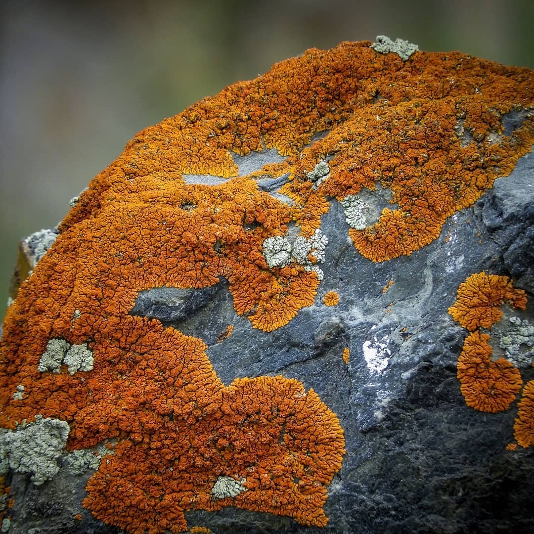 SPACE-TRAVELLING LICHENS
Survivors of space. Veterans of ice.
By Rakesh Rao (@rakeshprao)
This unassuming burst of yellow, the Xanthoria elegans, or the Elegant Sunburst Lichen, has travelled farther than most of us ever will.
It hitched a ride to the International Space Station, where it spent 18 months exposed to the raw vacuum of space: extreme temperatures, ultraviolet radiation, and cosmic rays. It returned... alive.
Its secret? Carotenoids. The same pigments that give it its blazing hues, and possibly its resilience. Found clinging to rock faces across the Antarctic tundra and alpine extremes, this lichen is more than just a survivor. It’s a timekeeper, used in lichenometry to date exposed rock, and now, possibly, a key to anti-cancer research.
Photographed by Rakesh Rao near Sisu, a quiet village in Himachal’s Lahaul Valley, en route to the Gepang Gath Glacier. Proof that sometimes, the extraordinary lies waiting on a rock underfoot.
#theimpactsociety #lichens #xanthoria #fungus #species #himalaya #orange #red #ISS #space #Extreme #environment #himalaya #glacier #lichenometry #age #rocks #colour #climatechange #expedition #adventure #nature #flora #geology #fieldwork #photodocumentary #photography #visualstorytelling