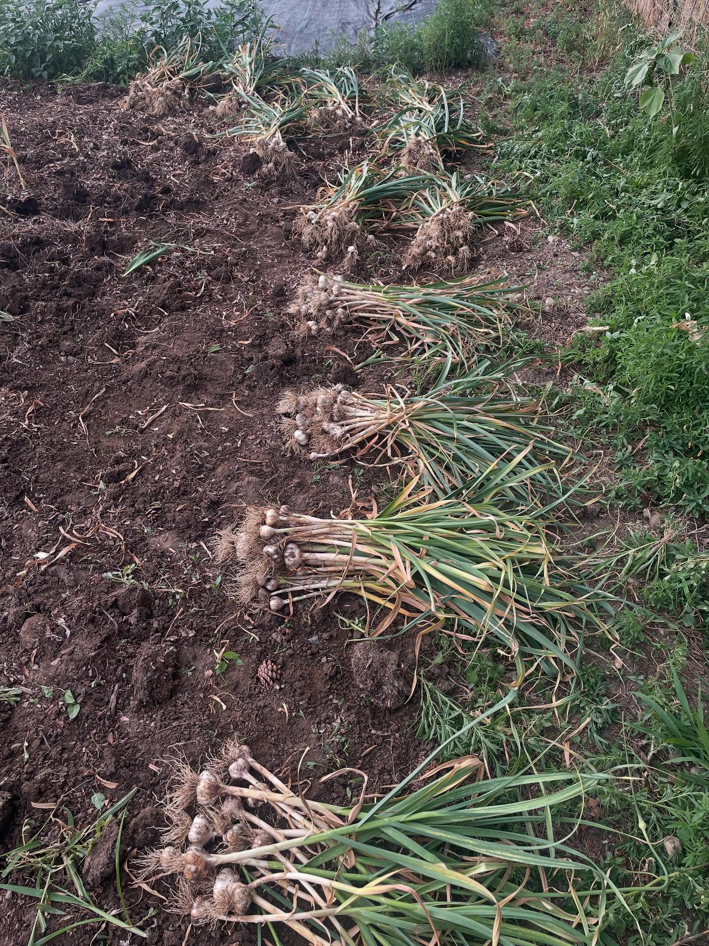 And the garlic harvest has started!
