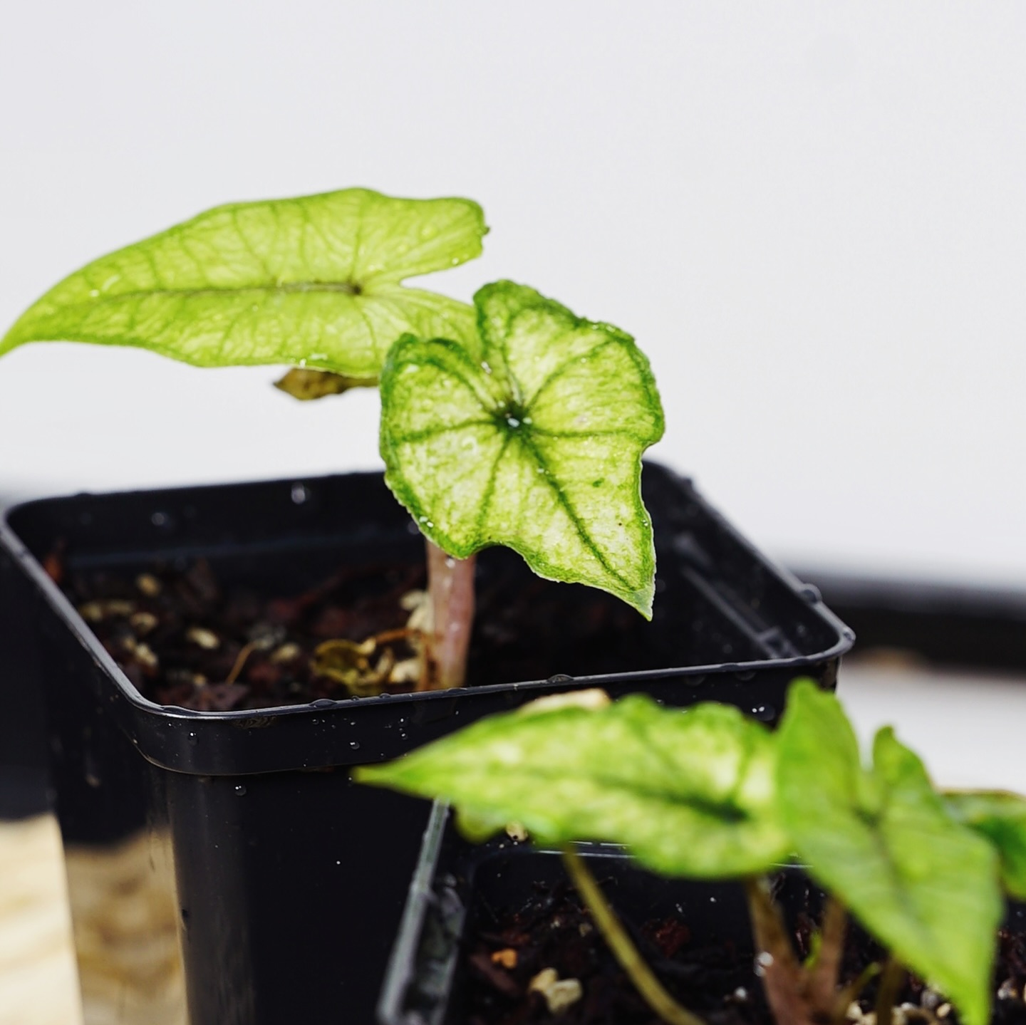 Alocasia Jacklyn Mint/Ghost is available on the Urban Botanist website now ! An exciting cultivar from a select minty phenotype that we’ve sourced. Swipe to check out the stunning mother plant #alocasiajacklynmint #alocasiajacklynghost