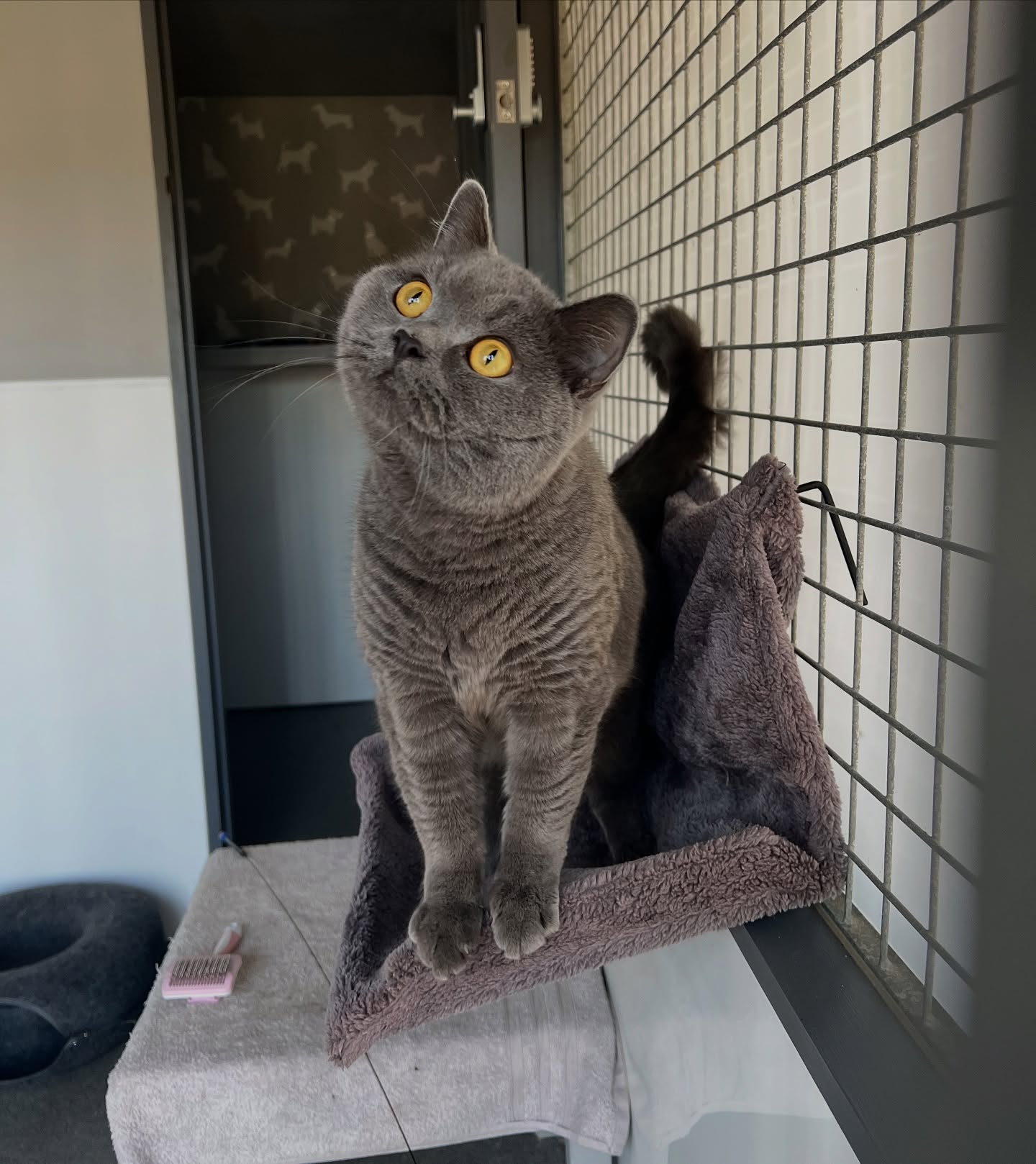 Max π©Ά the lovable big guy π
#cattery #luxurycattery #gatwick #airport #holiday #surrey #surreycats #britishshorthair