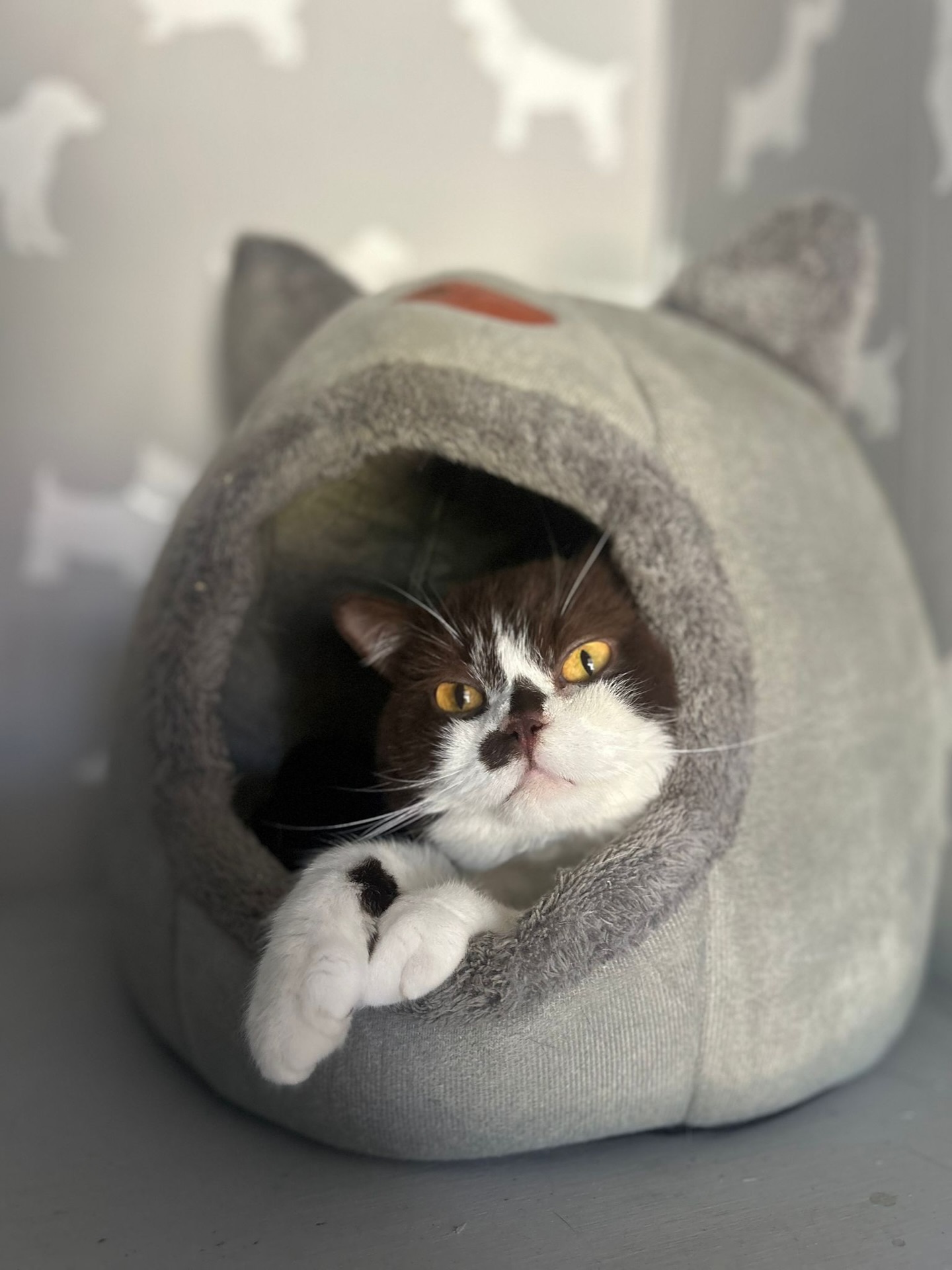 Saka π€ cute playful boy π₯°
#cutecat #catsofinstagram #luxurycattery #britishshorthair #catseyes