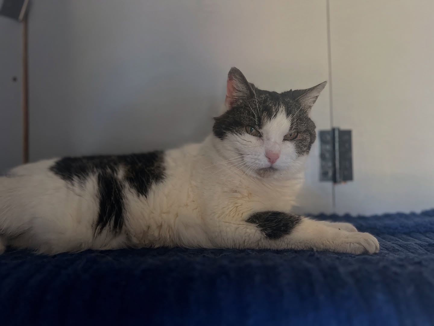 Pepper π« a very special girly π₯°
#catsofinstagram #chill #relax #goldenoldie #seniorcat #tabby #luxurycattery