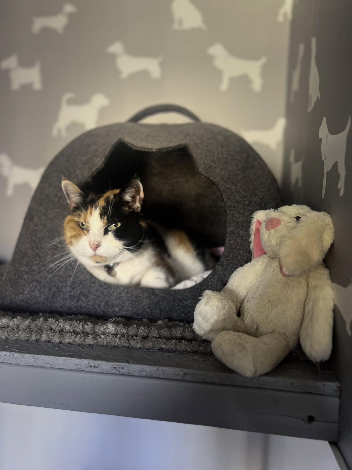 Pixie β€οΈ aka the princess π
#catoftheday #tortoiseshellcats #pixie #cats #cattery #holidayforcats #catsonthefarm