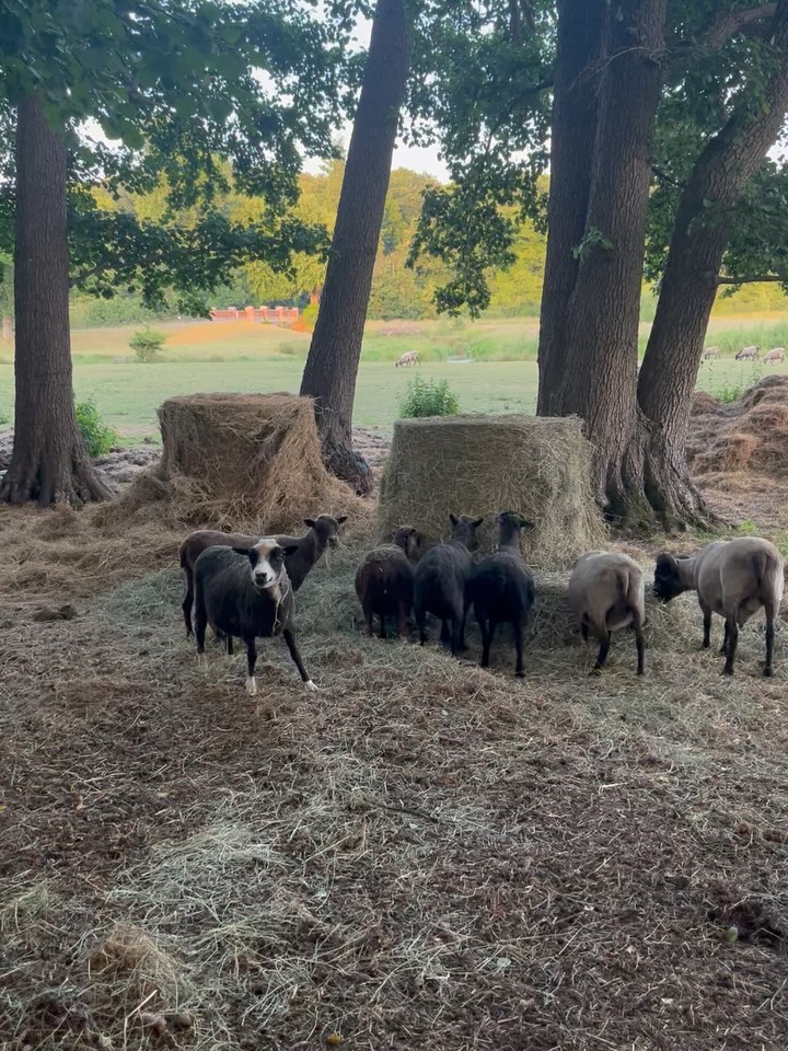 DONATION APPEAL FOR HAY πΎ
Due to the ongoing drought, our fields are completely barren β thereβs no grass left for our sheep to graze. Weβre currently relying entirely on hay to keep them fed and healthy.
Weβre going through 2 bales of hay every single day, and each bale costs Β£5. A round bale costs Β£40. With over 50 hungry mouths to feed, the costs quickly add up.
WAYS TO DONATE:
π Use the donate button on this post
π Via PayPal β link in our bio
π Bank Transfer:
Hooves and Tails
The Co-operative Bank
Sort code: 08-92-99
Account number: 67320862
If youβre able to support us, even a small donation goes a long way towards keeping the flock safe and well-fed ππ
.
.
.
.
.
#sheepsanctuary #hayappeal #ukdrought #hoovesandtails #rescuesheep #vegansanctuary #donatehay #sheepofinstagram #sanctuarylife #supportanimals #helpushelpanimals #hayfundraiser #droughtcrisis #sheepsanctuary #rescuesheep #sheeple #sheepies #sheeplove #goatlove #donate #share #supportoursanctuary #vegansanctuary