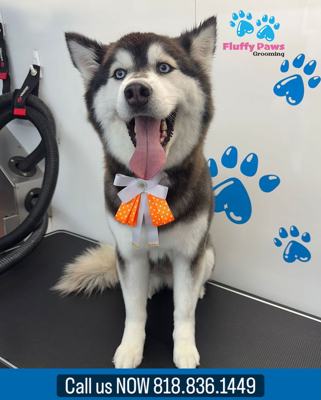 Meet the new HappyDog Model, With his shiny coat, bright eyes, and wagging tail.  Way to go!
Donโt forget to give us a call at 818.836.1449
#happydog #grooming #petgrooming #vannuys