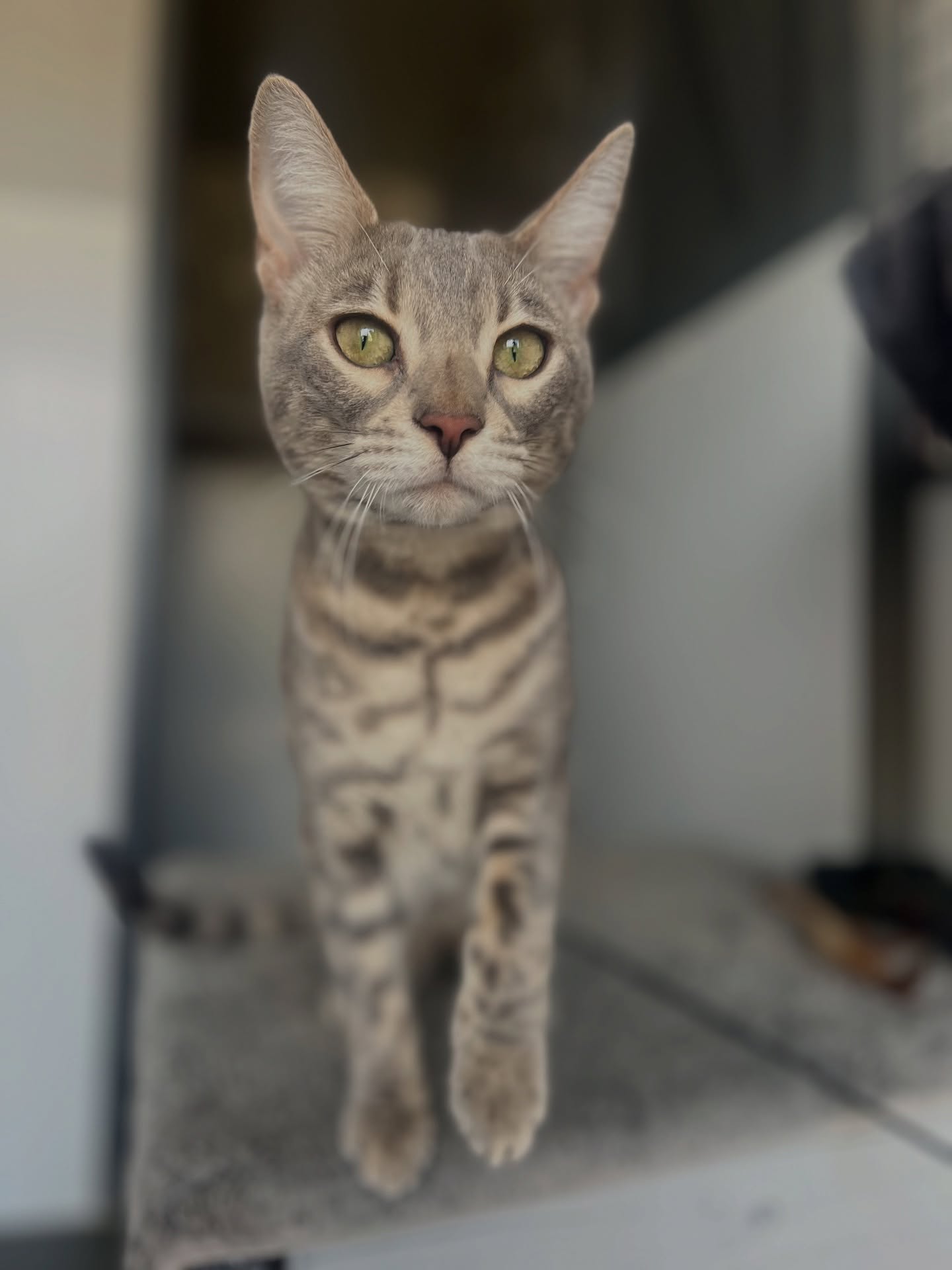 Nimbus π her photos some up her energy levels π€ͺ
#bengal #bengalcats #luxurycattery #homefromhome #catteryneargatwick