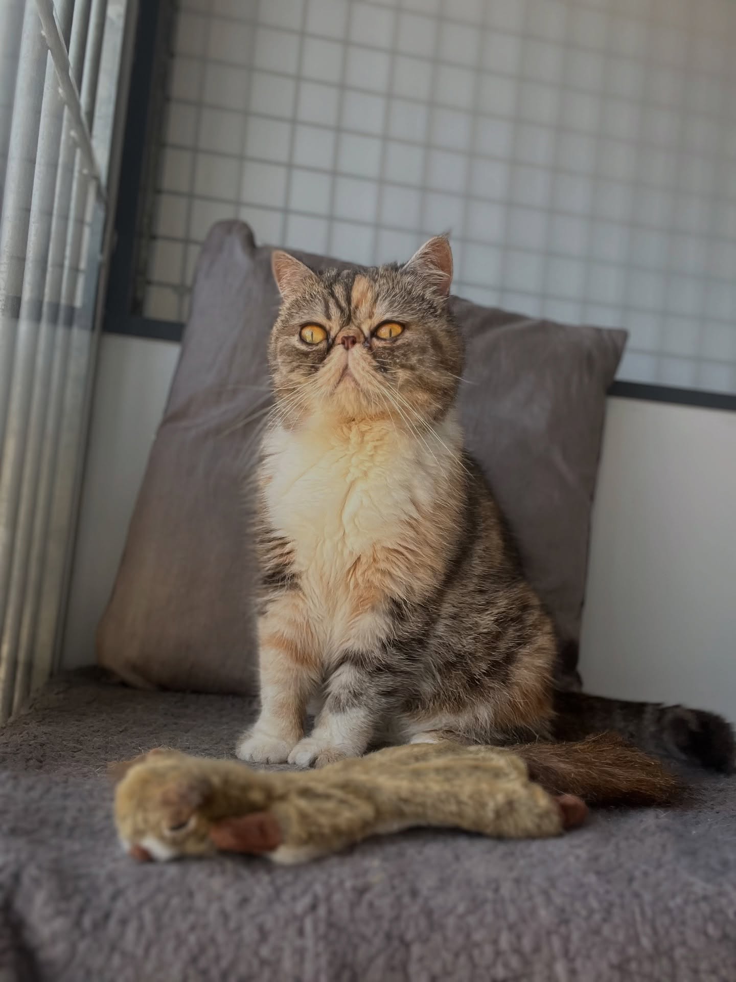 Mabel π the friendly fluff ball π₯°
#exoticshorthair #mabel #fluffycats #luxurycattery #cathotel #catoftheday #pose