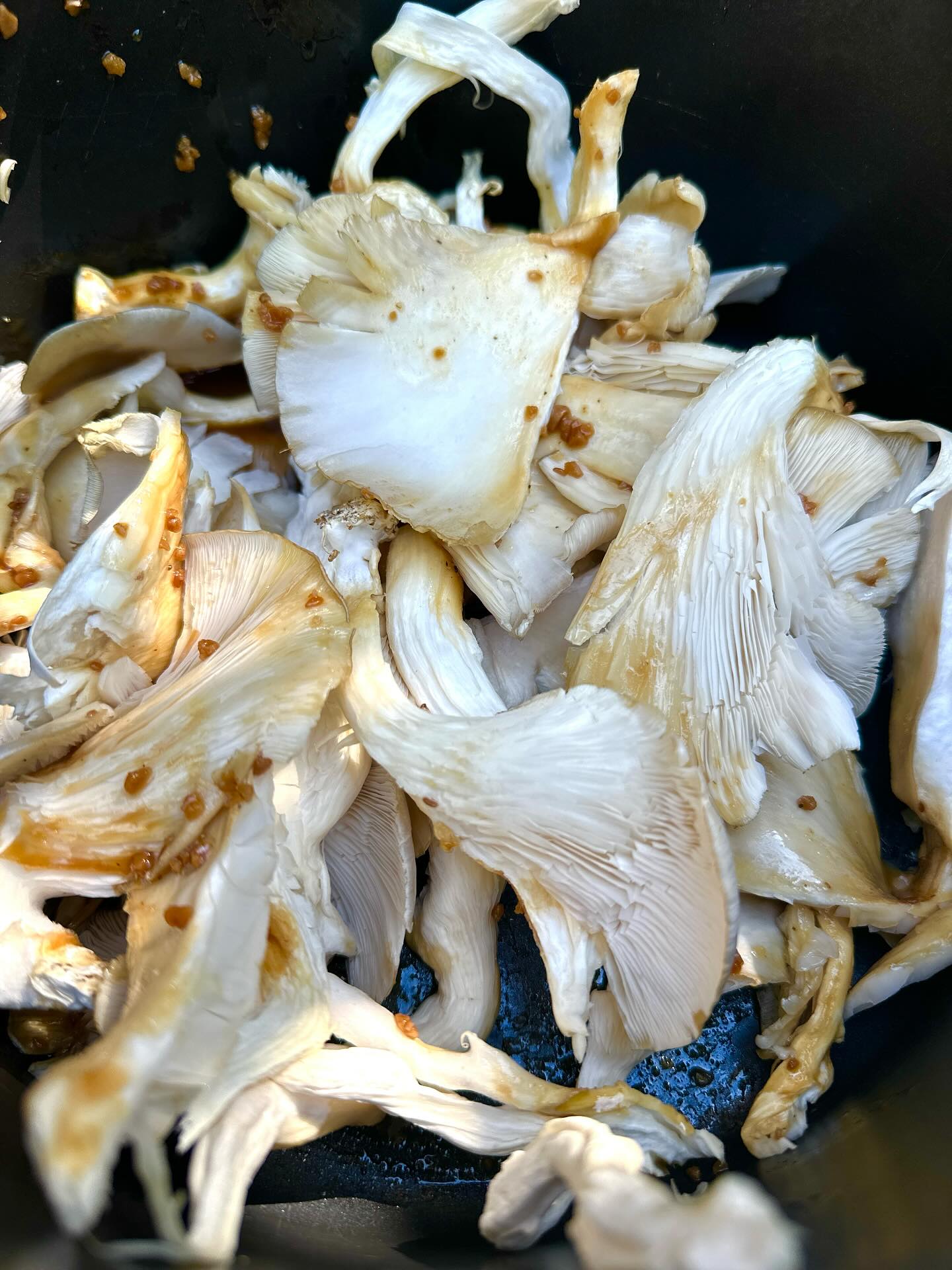 PLEUROTUS OSTREATUS #mushrooms #oystermushroom