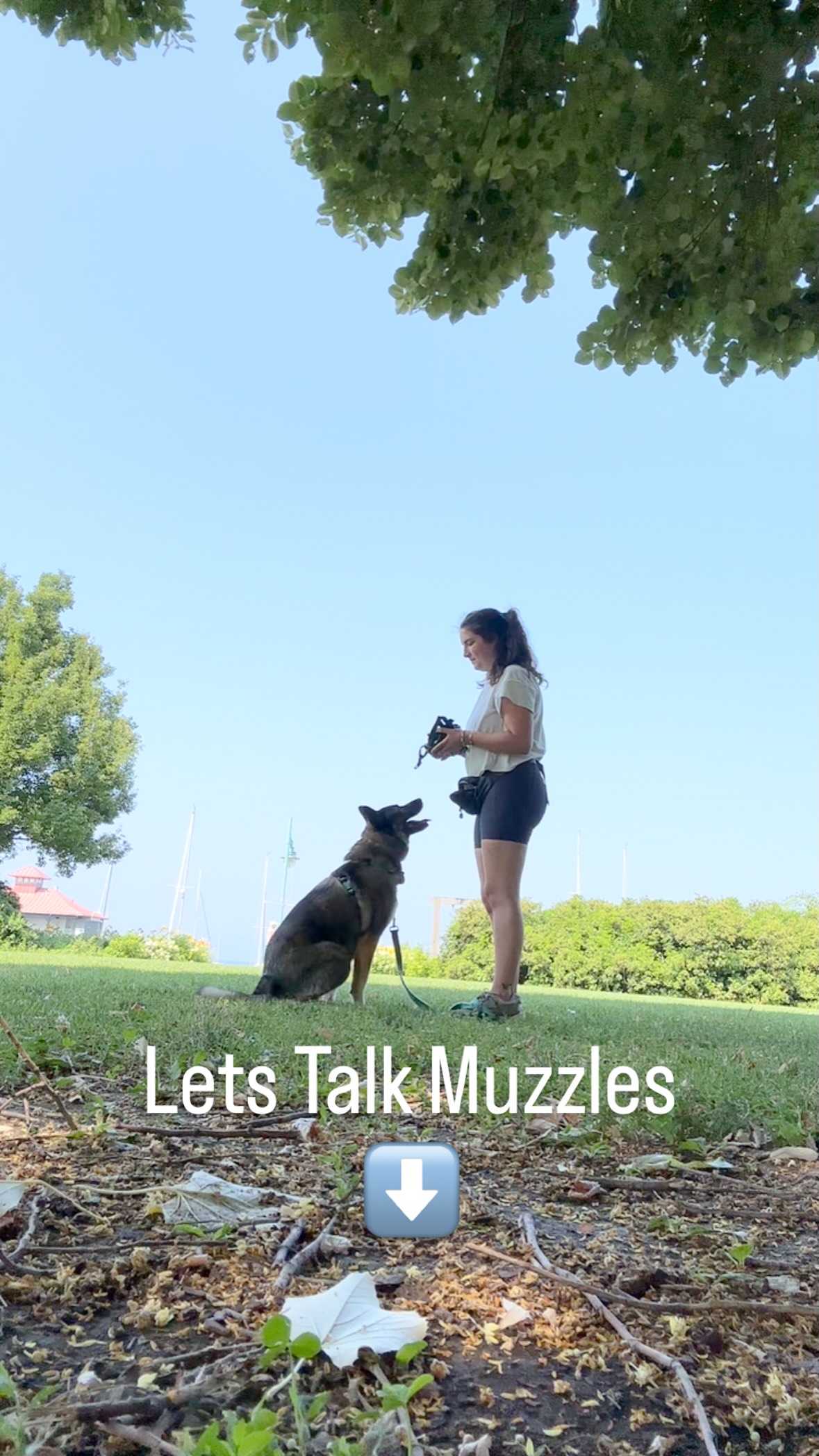 Let’s talk about muzzles 🐶✨
There’s still so much stigma around dogs in muzzles, but here’s the truth: muzzles are just a smart, proactive management tool — not a sign of a “bad” dog. They help dogs safely attend life’s trickier moments.
Dogs wear muzzles for all kinds of reasons - preventing scavenging, safe vet visits, managing reactivity, or even just giving their humans peace of mind in unpredictable environments.
A properly fitted muzzle should allow your dog to pant, eat treats, drink water, and even bark. Comfort and function are key!
While Baskerville is a solid, accessible option you’ll often see in stores, I especially love the designs from Trust Your Dog and The Muzzle Movement; well-crafted and dog-friendly!
In this video, we’re working on muzzle desensitization; a crucial step before using a muzzle in real-life scenarios. Like anything else, dogs need time and positive associations to feel good wearing their gear!
Let’s normalize muzzles and advocate for safe, thoughtful dog guardianship!
•
•
•
#muzzleddogsarentbaddogs #muzzlessavelives #dogtraining #positivereinforcementdogtraining #802dogs