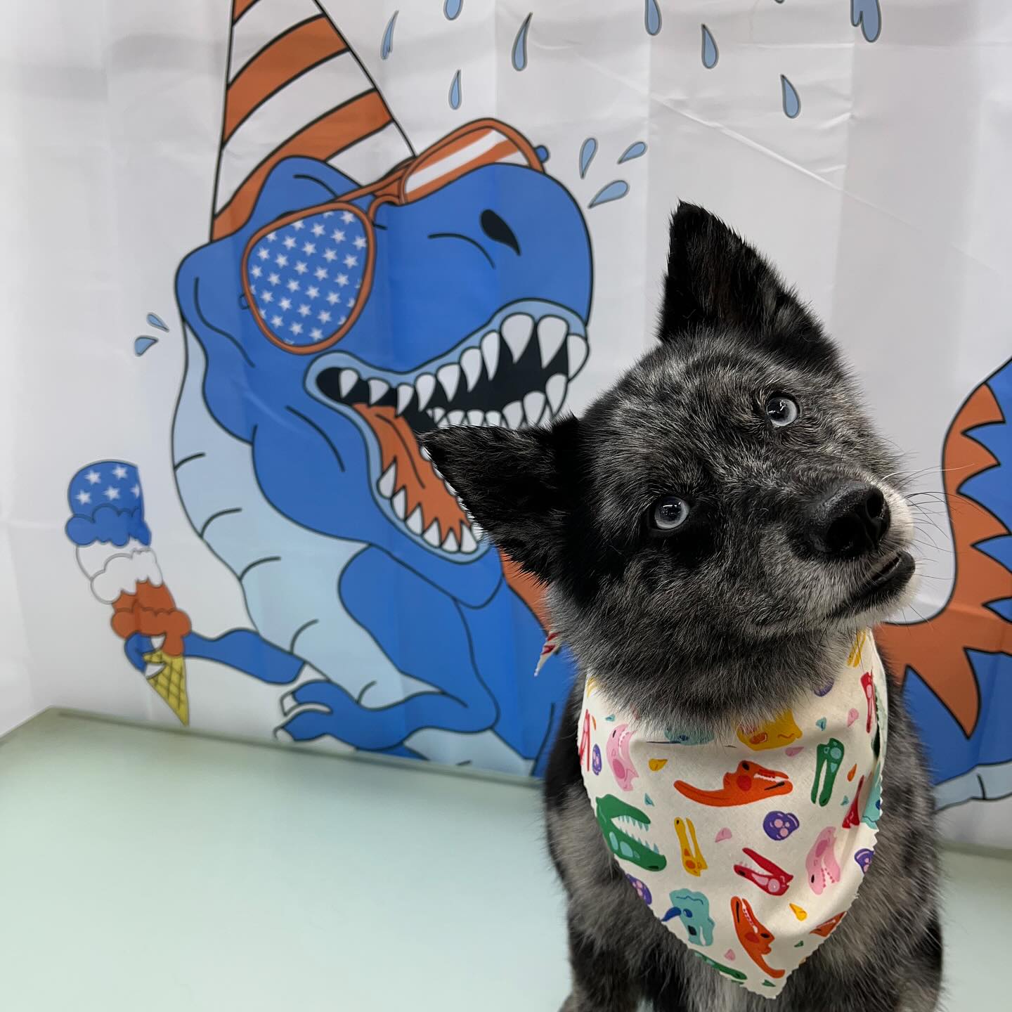 This month we not only celebrating 4th of July but also the new Jurassic World movie! 🎥 #dawnofdeshed #fourthofjuly #jurassicworld #jurassicpark #mobilegrooming #summer