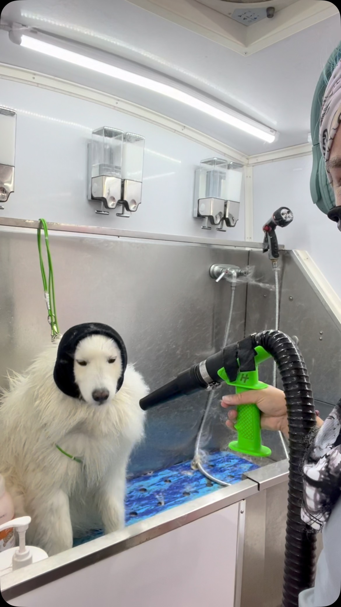 Celebrating Swinter with my early morning Samoyed client! #iykyk #sammoyed #phinessandferb #swinter #dawnofdeshed #mobilegrooming #allforgroomers #handleit #deshed #bathdogs #Summer #snow #trachsaver
