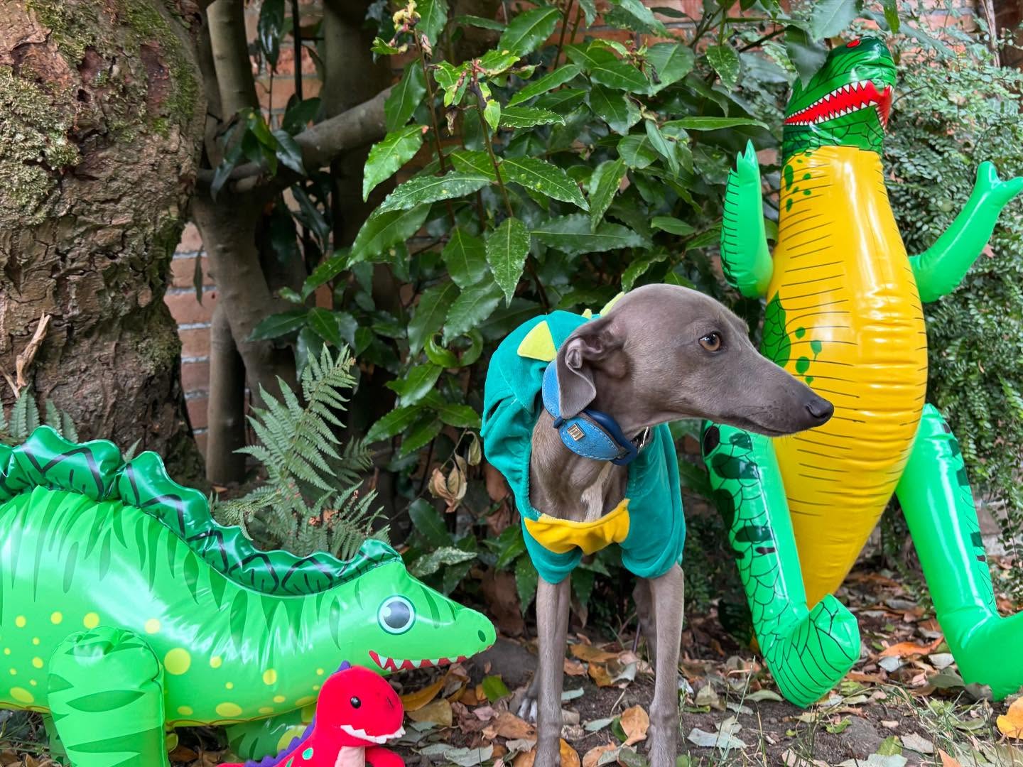 Last week was dino-mite! 🦕🦴 Our prehistoric pups sniffed out fossils, dug into dino treasure hunts, and roared their way through epic chase games. Jurassic Bark brought the fun back in time—and tails were wagging like it was 65 million years ago! 🐾⛏️ #JurassicBark #FossilFinders #PrehistoricPlaytime