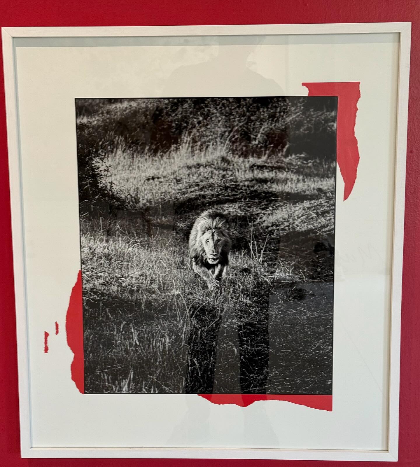 Este sabado 28/6 es el cierre de Garra, muestra con @nat_orlowski
Los esperamos de 15hs a 18hs en la Galería de Maria Maiquez @mariamaiquez_
Va a estar cantando @soniazavaleta
#animalphoto #photography #wildphotography #wildlife