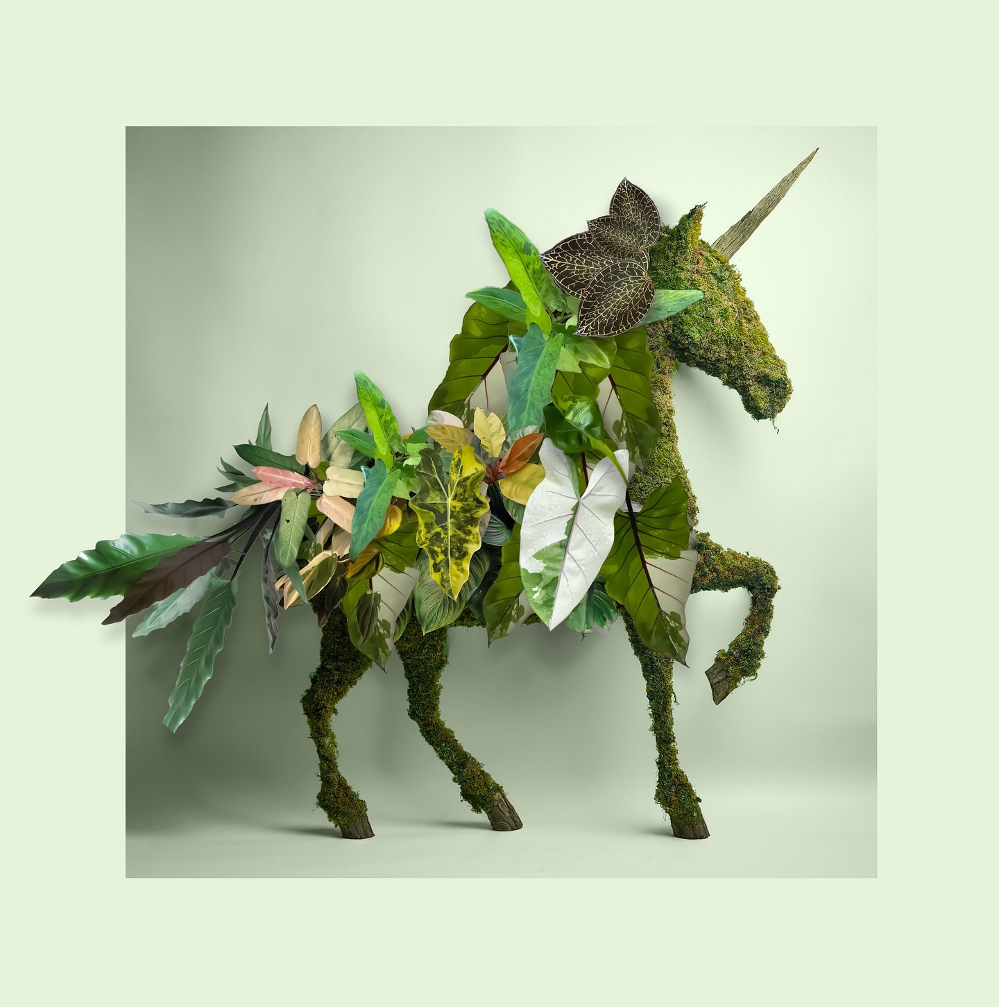 Add a unicorn to the mix! Sign up to our online news letter at Urbanbotanist.nz to find out first with our brand new plant releases. There’s some exciting plants growing for this upcoming season !