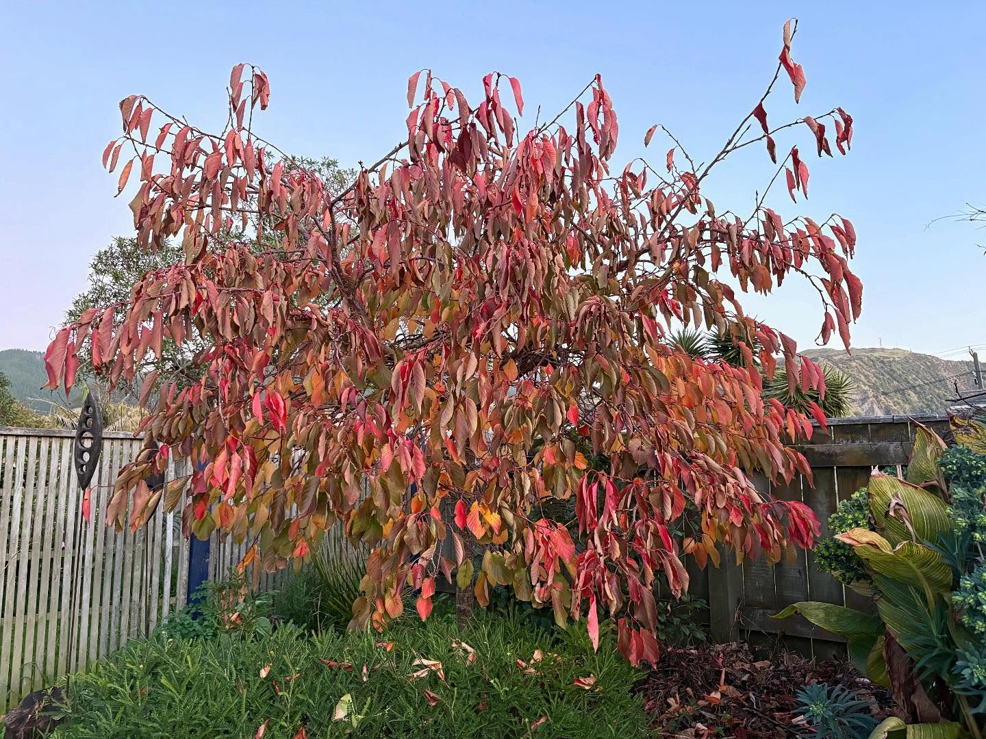 Winter gardens don’t need to be dull. Deciduous trees like this ornamental Cherry add joyous colour, and fallen leaves make a wonderful mulch. Now all we need to do is await the arrival of spring bud burst and fresh new flowers and leaves!