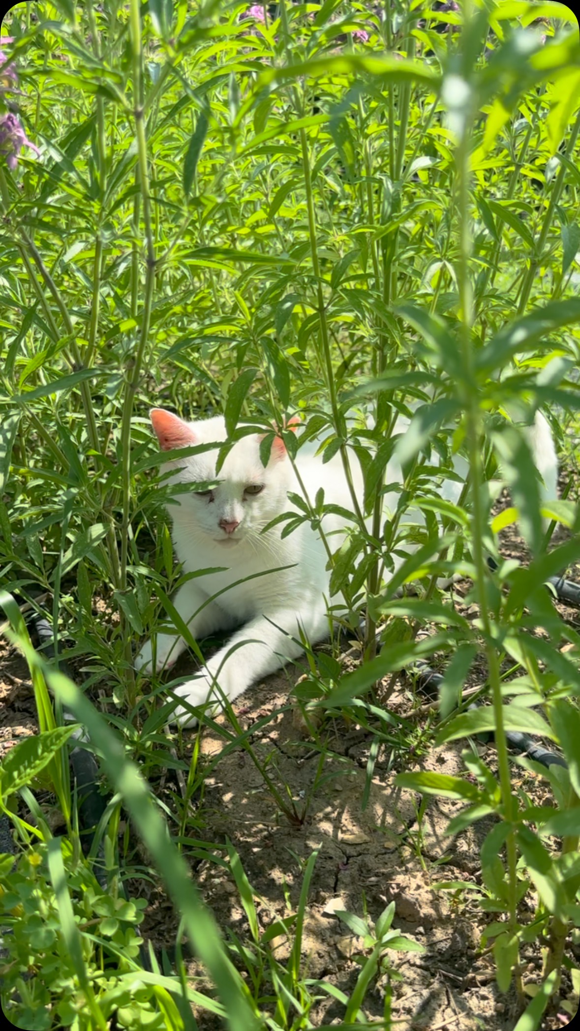 Thought I was taking a video of pollinator activity in the bee balm⦠upstaged by the barn cat š¤£. This sweet boi wanted so many snuggles. Not pictured: My legs COVERED in white cat hair.šyouāre welcome.
#barncat #payattention #beebalm #bee #flowerfarm #smallfarm