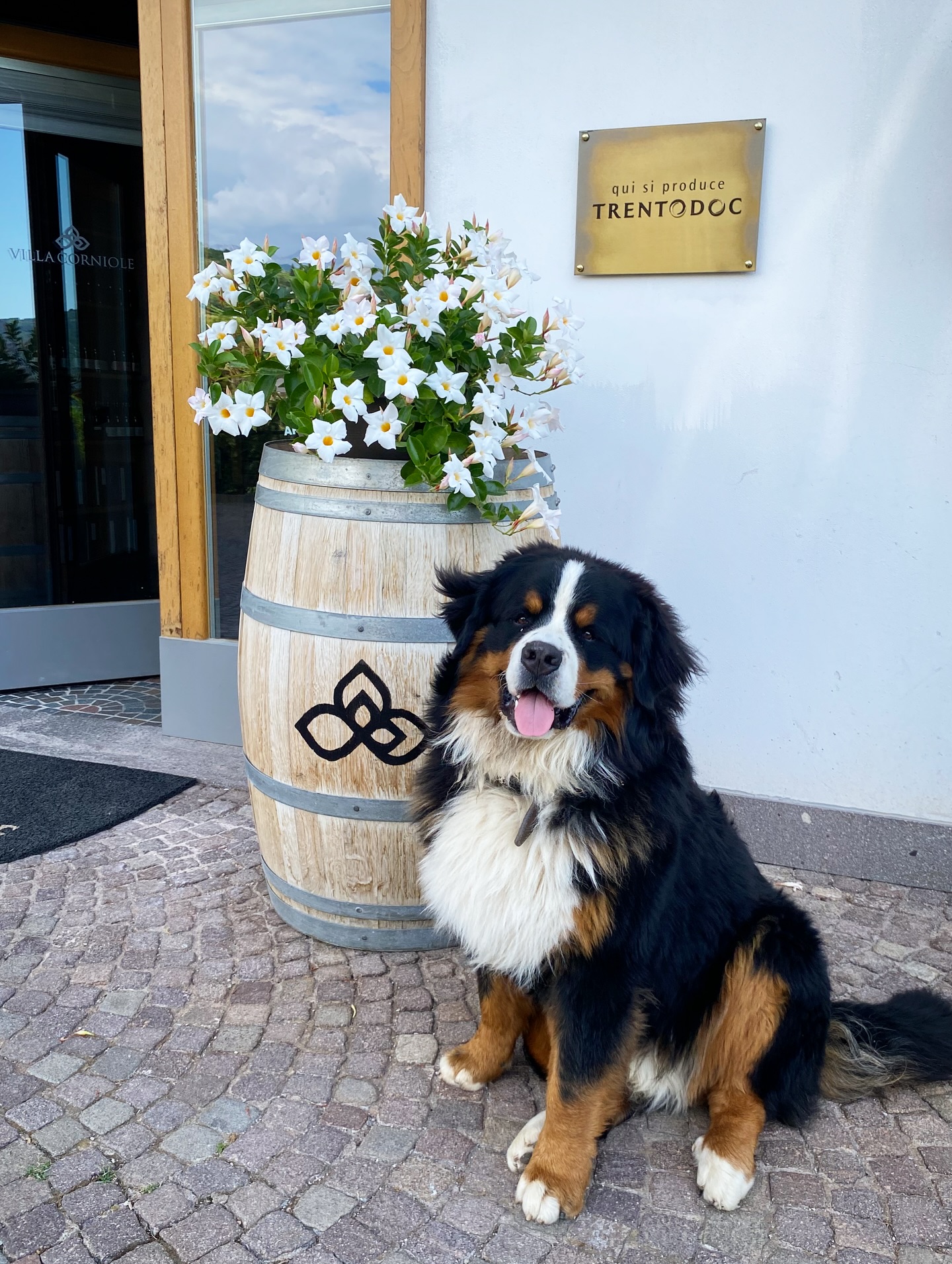 Prima candelina per DOC, il nostro simpatico aiutante 😜🥳🐾💛🍾 +1