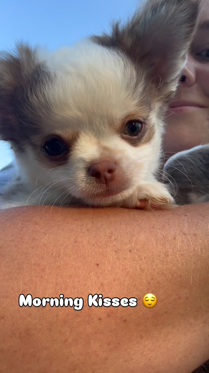 #Chihuahua #fypシ❤️💞❤️ #fyp #fuzzy #puppy #goodmorning