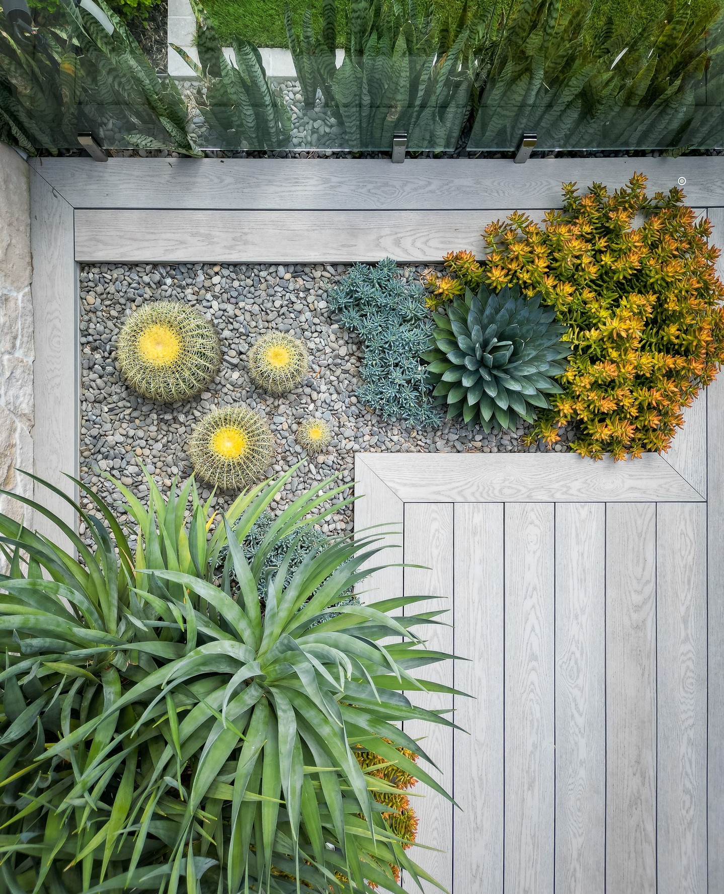 A bit prickly 🌵
#cactusgarden #goldenbarrel #draco #dracaenadraco #agave #agaveblueglow