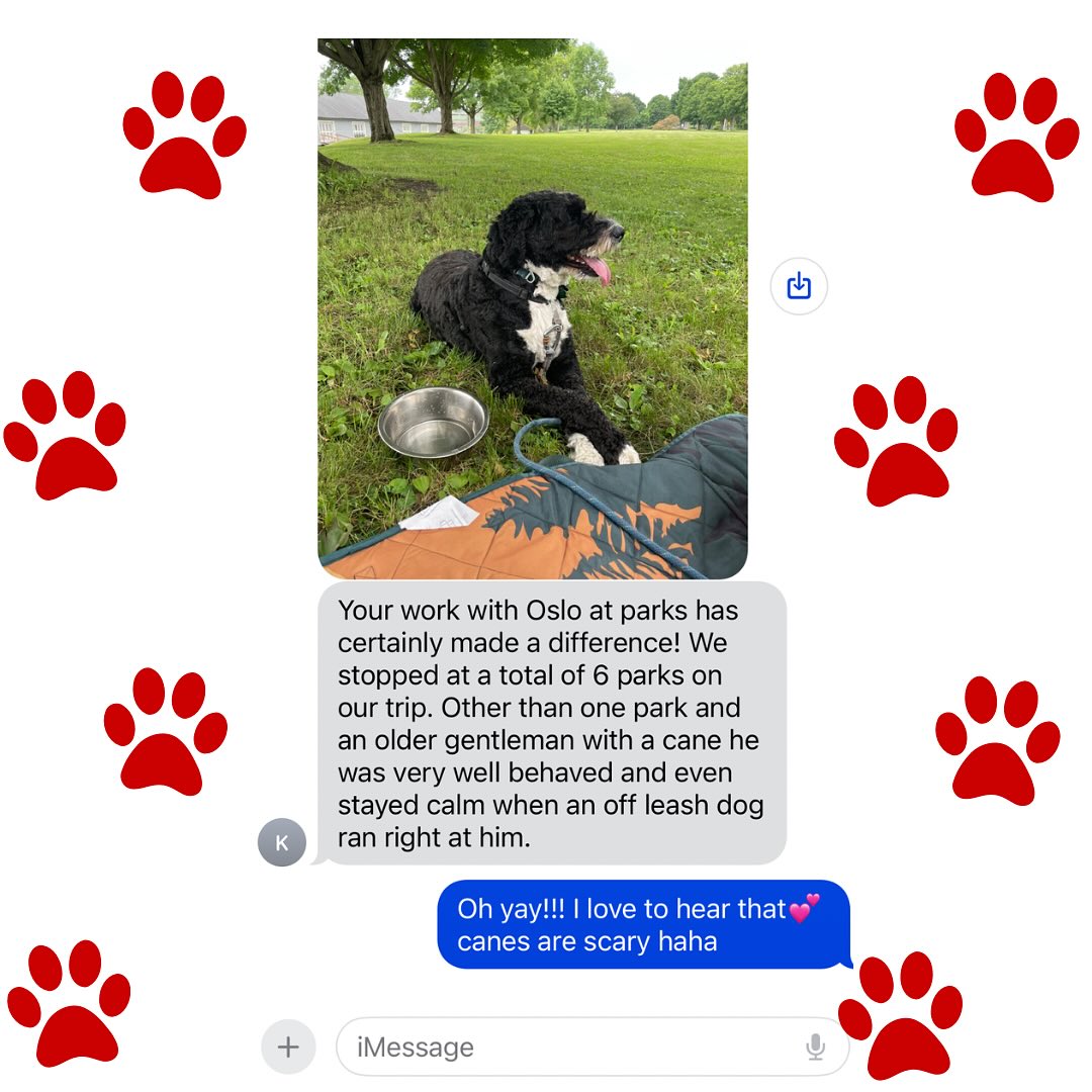 Round of ap-paws for Oslo and fam crushing it on their road trip🐾👏
It makes me so happy to get updates like this from all my clients; especially long term Black Jack family.
Oslo has had ongoing support for big reactions towards things that are otherwise no big deal for us people. Other dogs, kids running and unfamiliar people lead to barking, lunging and pulling. As well as bikes, cars, joggers…anything that moved really!
Training is always a work in progress for our pups and every dog learns at a different pace.
✨But real long lasting change is possible with consistency, patience and a positive mindset.
At Black Jack, the goal is NEVER to have cookie cutter training programs with a quick turnover. It’s about offering real time support for the good and bad times; working through real life problems and implementing management/training solutions that meet you and your dog’s needs in real time. Support is always a phone call, text or email away.
And we get it Oslo, canes can be scary, theres plenty of time to learn they are okay!
•
•
•
#positivereinforcementtraining #trainingsuccess #vtdogs #roadtrip #dogtraining #reactivitytraining
