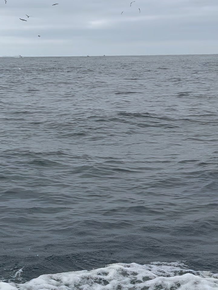 Started our July off with a string of backyard triple digits - even scoring on our half days. Fish are filling in and there are lots of options on where to point the boat and how to catch a tuna. Opportunity is knocking.
Give us a shout we’ll get you sorted!
@aftco @daiwausa