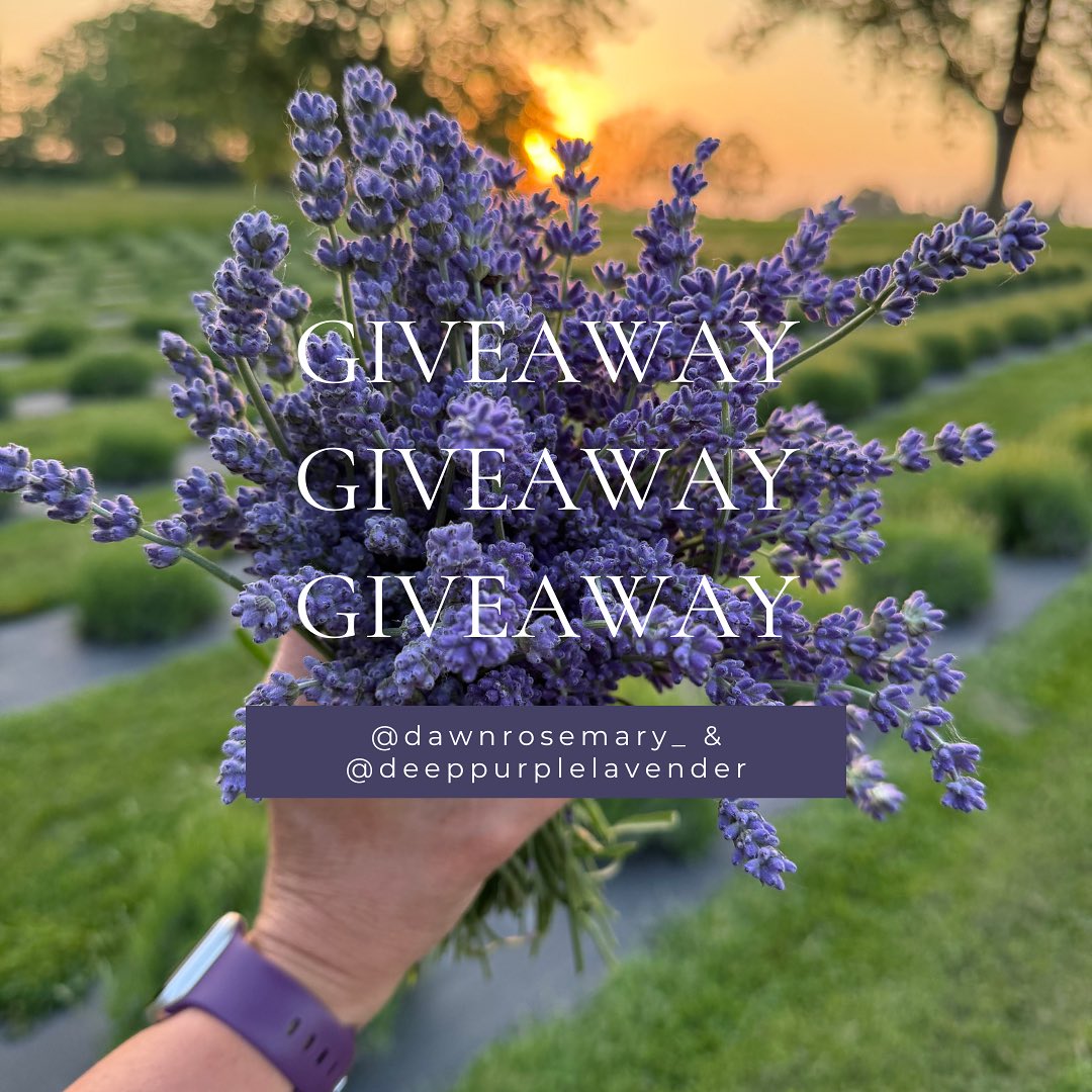 Giveaway closed! Thank you to all who entered!
✨💜 GIVEAWAY 💜✨
Win a spot at the most magical evening of serene landscapes, soothing scents and soul reviving Breathwork!
Join us at Deep Purple Lavender Farm for a soul nourishing Breathwork Journey on July 24th from 7-9pm. Come surround yourself with blooming lavender, golden hour light and the beauty of nature as you harness the power of your breath.
One winner will win FREE entry to this powerful experience PLUS one of everyone favourite lavender body win and jumbo chapstick!
To enter:
1. Like this post
2. Follow @deeppurplelavender & @dawnrosemary_
3. Share to your stories
4. Tag a friend who would want to join you! (each tag = 1 entry)
Giveaway closes Sunday July 6 at midnight! Winner will be announce the next day.
Here’s to the most magical summer yet! ✨💜