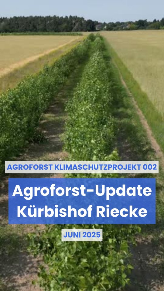 🌳 ⬆️ 365 Tage und 5 Meter - nach einem Jahr sind die Pappeln in unserem #Agroforstsystem bei @bauer_braune_5555 auf dem Kürbishof Riecke ordentlich in die Höhe geschossen und recken sich ihrem zweiten Sommer entgegen. Rund 5.600 Bäume haben wir im Mai 2024 in Nuthetal/Brandenburg als #Agroforst für den #Klimaschutz gepflanzt.
🔎 🌱 Jetzt, ein Jahr später, haben wir Landwirt Christian Braune besucht. Zum einen, um zu schauen, wie sich die Bäume aus dem letzten Jahr entwickelt haben und zwischen Roggen und Wildacker wachsen. Zum anderen haben wir erneut die Pflanzmaschine angeschmissen und die Agroforstflächen um weitere 2.250 Bäume ergänzt.
🧮🌳 Mehr Bäume = mehr #Klimaschutz.
Einfache Rechnung und viele Vorteile durch Agroforst:
🌱 Verbesserung des lokalen #Mikroklimas
🌱 Erhöhung der #Biodiversität
🌱 Lebensräume für Wild- und Nutztiere
🌱 Gewässer- und Erosionsschutz
🌱 Bodenregeneration und Humusaufbau
💸 Finanziert wird das #Klimaschutzprojekt auf dem Kürbishof Riecke durch Spenden oder den Erwerb von Klimaschutzleistungen - jeder Betrag hilft, unsere Agroforstsysteme zu realisieren und somit schnell und langfristig #CO₂ zu binden.
🙌 Jetzt unterstützen - Gemeinsam pflanzen wir Bäume! Mehr Infos über die Projekte und VIVO Carbon 👉 Link in Bio
#umweltschutz #klimawandel #naturschutz #vivocarbon #regenerativelandwirtschaft #agroforestry #agroforestrysystems #biodiversity #carbonremoval
@defaf_ev @lignovis @lbv_brandenburg