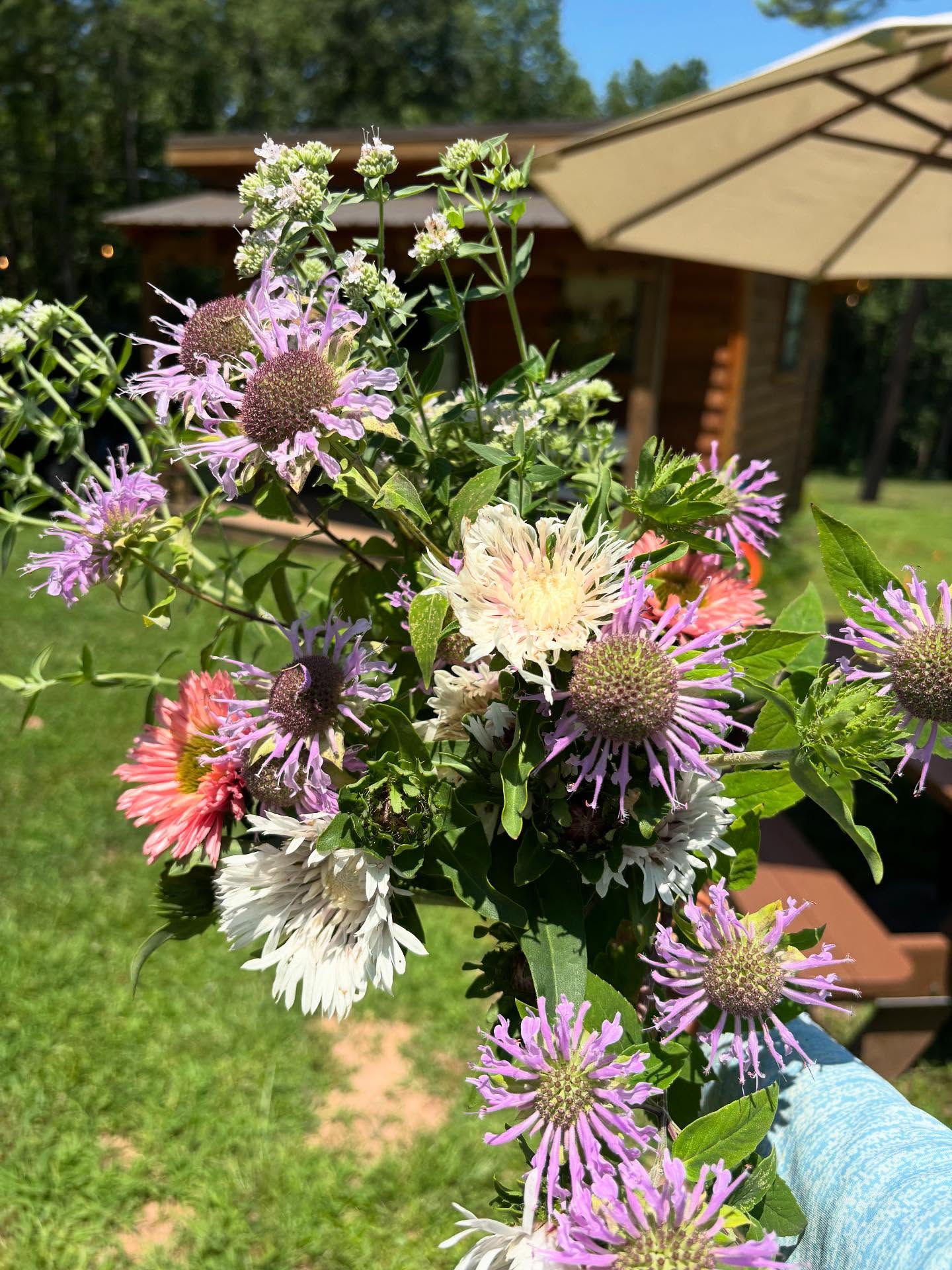 Freedom flowers stocked up in the store today 1-4, tomorrow morning from 10-2 and @longcreekmarket Sunday 11-3.
Come get some gorgeous summer blooms, free range pasture raised eggs, farm jelly and tons of other great artisanal products.
#localflowers #stokesia #mountainmint #monarda #echinacea #toccoa