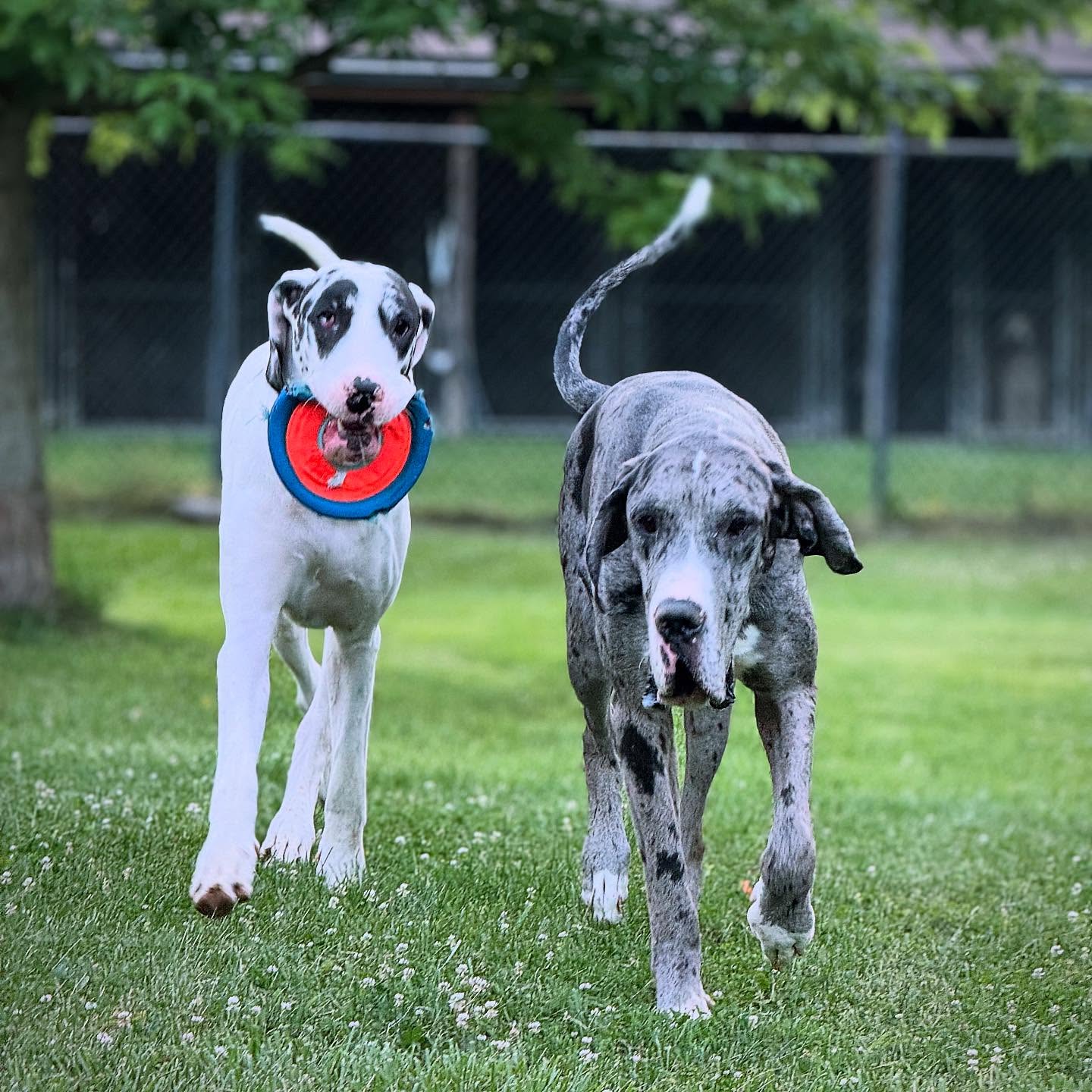 🐾 Freddy & Apollo