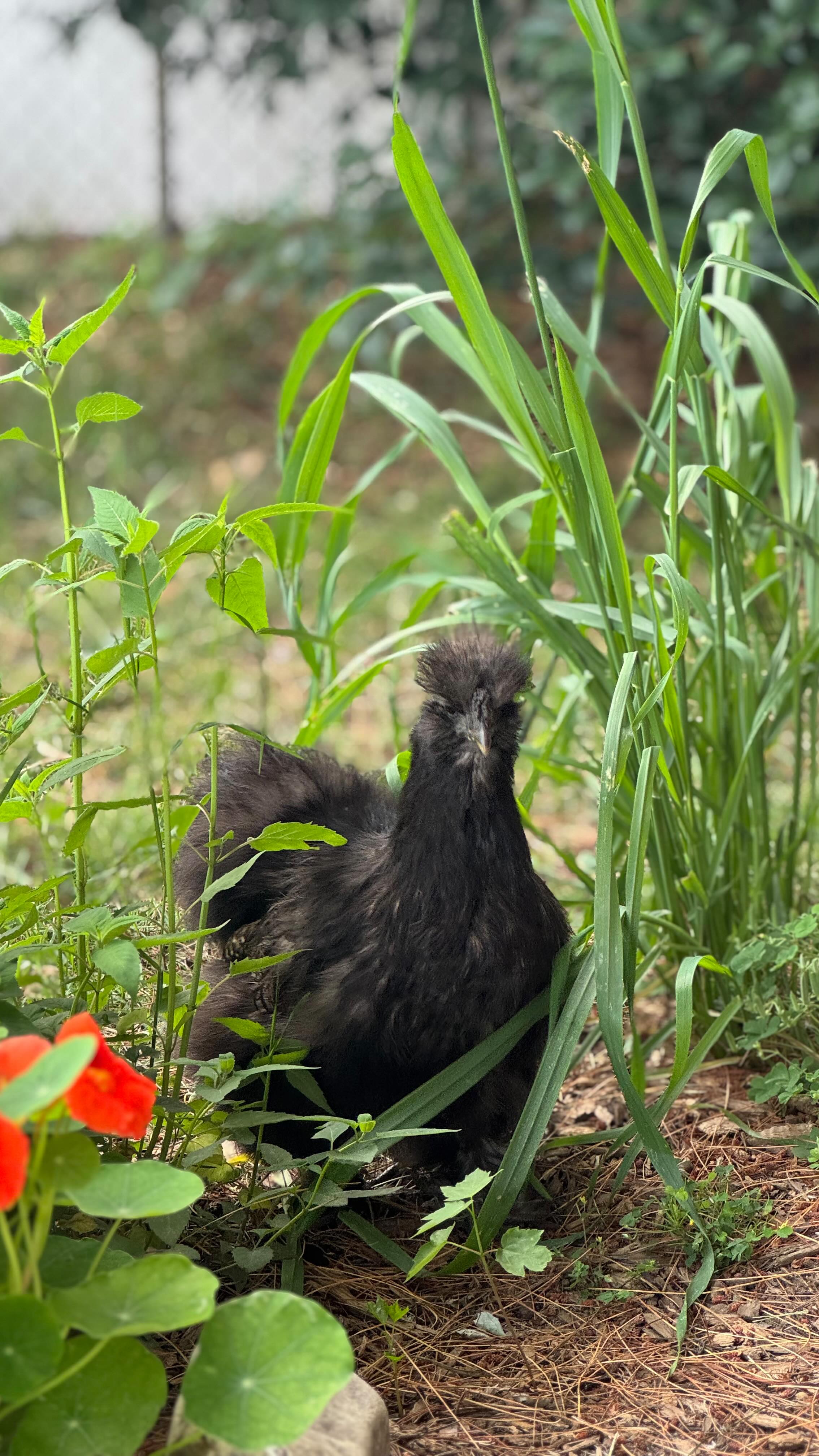 Fruity ice block was a hit for the girls #Grownintheusa #MERICA
🫐🧊🍓
🧊🧊🧊#minisessions 🇺🇸
#chickentreats #backyardchickens #backyardchickenhacks #homesteading #beattheheat #happyfourth