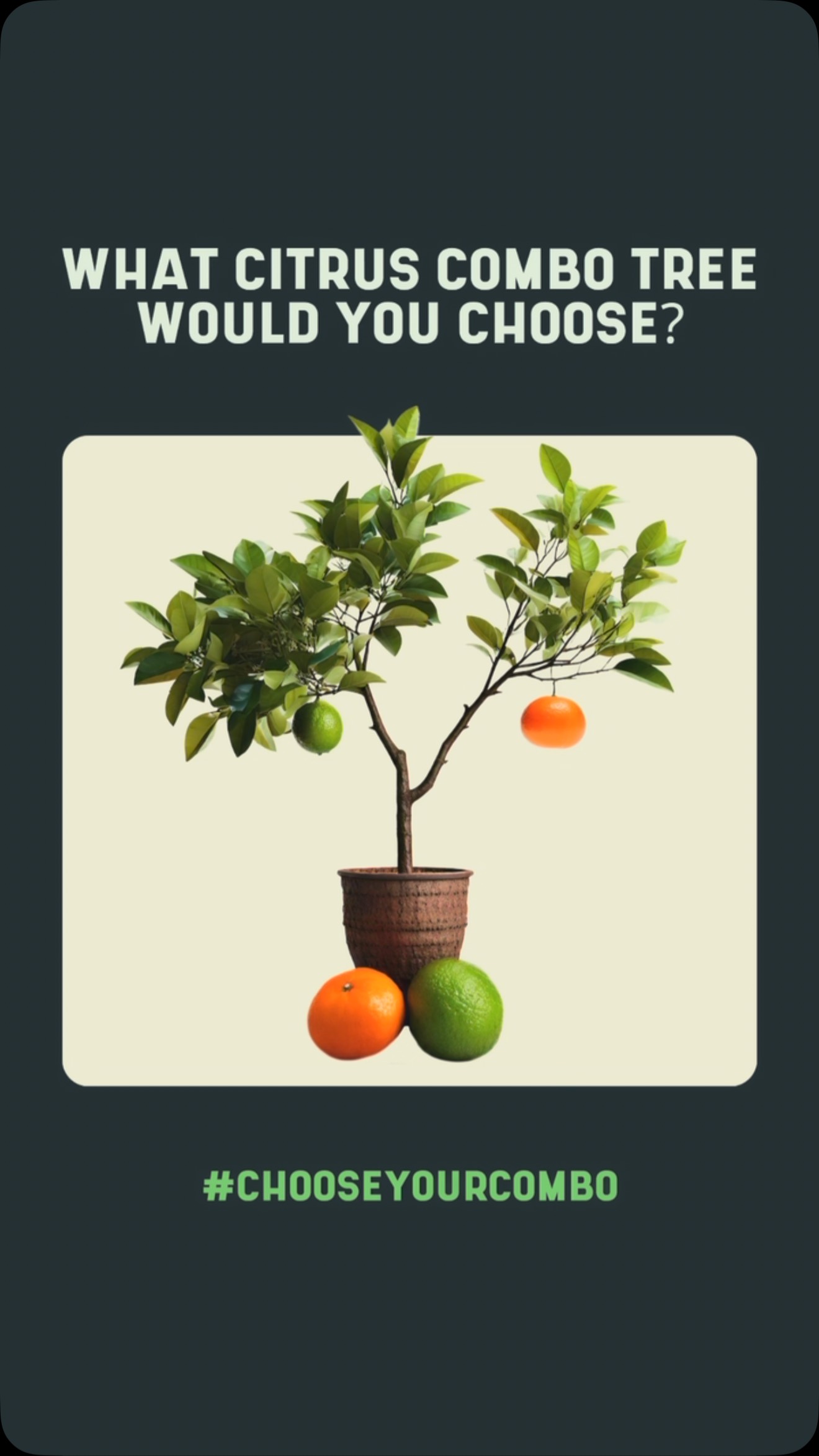 What citrus combo would you choose? Citrus Fruit Salad Trees - Perfect for pots or maximising space in the garden. Visit urbanbotanist.nz to grab your citrus combo ! 🍋 🍋🟩 🍊