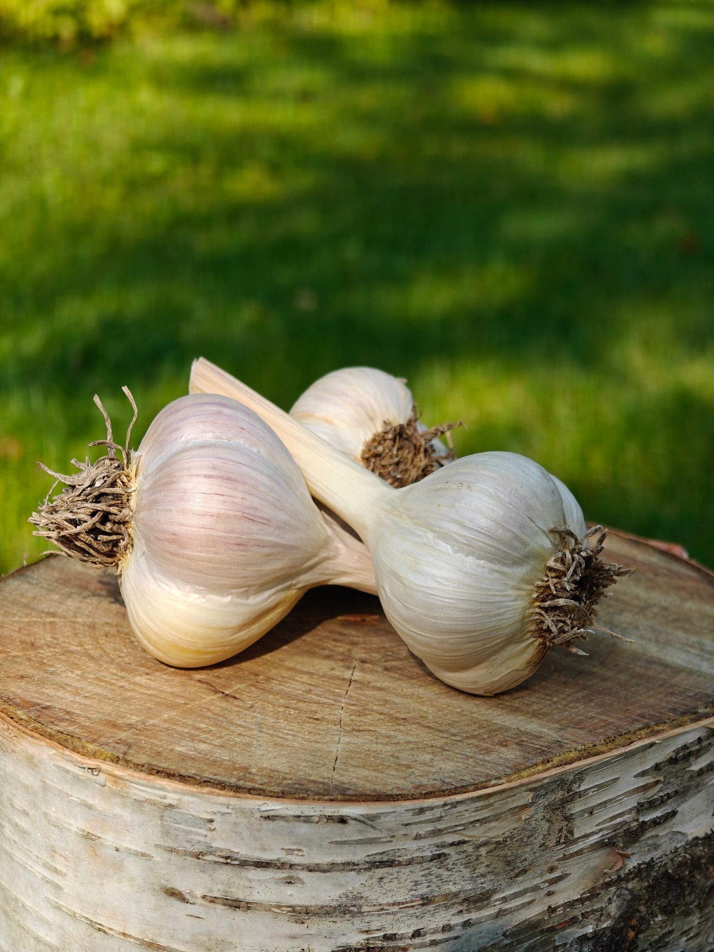 Ready to grow your best garlic yet? Our Music & Svea hardneck seed garlic is now available for pre-order! Grown with care right here in Michigan.
www.thefarmatbirchfield.com
#hardneckgarlic #seedgarlic #garlicgrowers #garlicgrowersmichigan #MIgarlic