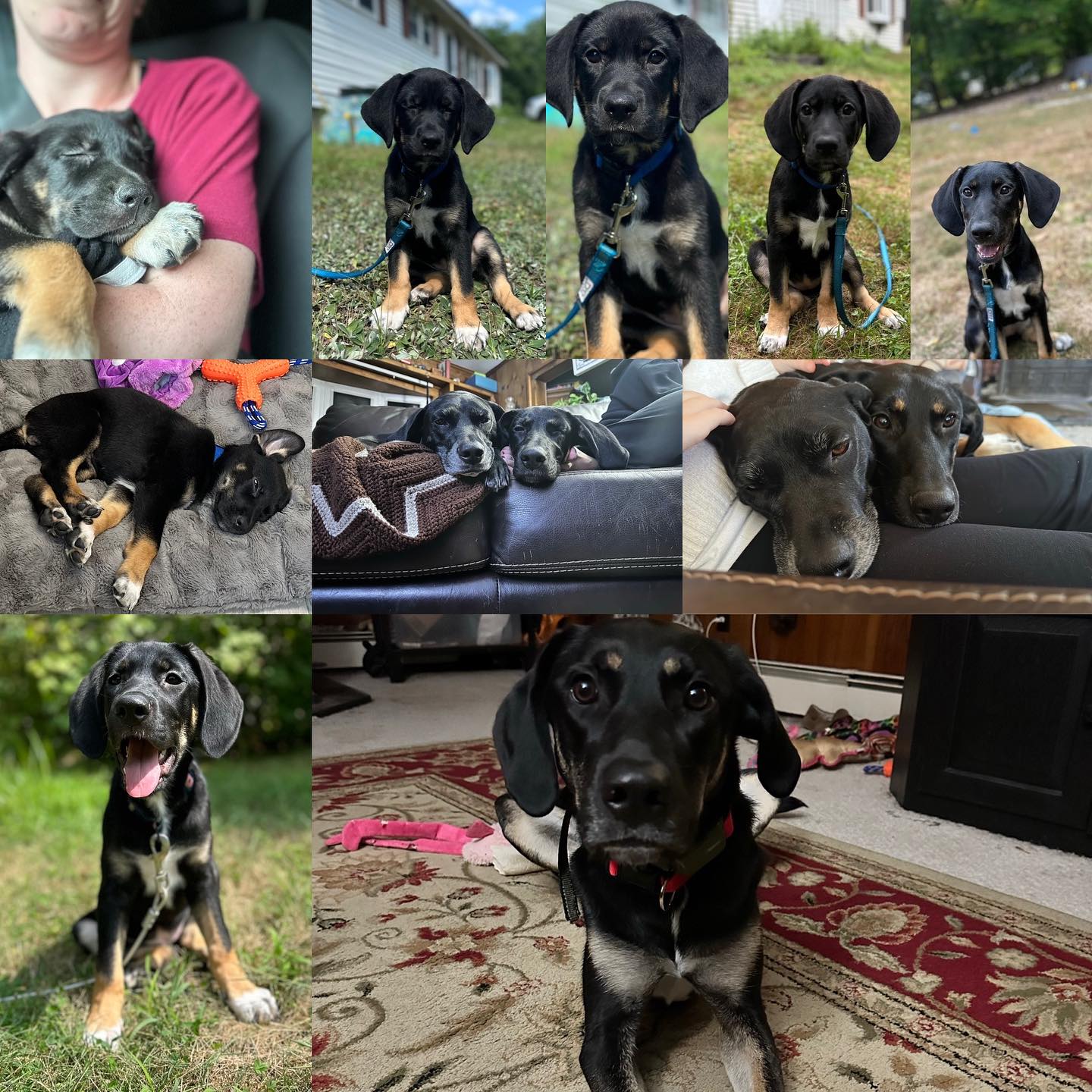 Last year, we brought the girls to Canobie lake and little did they know by the time we were leaving, mom and dad had plans in the works, but this little pup was on her way to us so we could bring her home.
Mae arrived, a little love.
Who is now massive and way bigger then the vet originally had said 😅
(which im totally cool 😎 with)
It took months to try and get her to stay in the crate over night. After multiple weeks, sleeping on the floor, in the living room and even with my arm in the crate, we were told she knows frenchie sleeps in your bed. She wants to be there too.
It also took months for christian to fully fall in love with her. Mae was always meant to be my dog, which, feeding at 5:30 am, I’m totally her girlie, otherwise, french is Mae’s favorite.
So now the king bed barley fits me, the two dogs, a frail old cat, and the husband.
But I wouldn’t change it, her sassy back talk, her funny personality, and the love she brings has made the house a little bit louder and a lot more fun!
Thanks Brooke for this beautiful babe! We love her and all her crazy!
#germanshepardplotthound #ourmae #happyoneyear