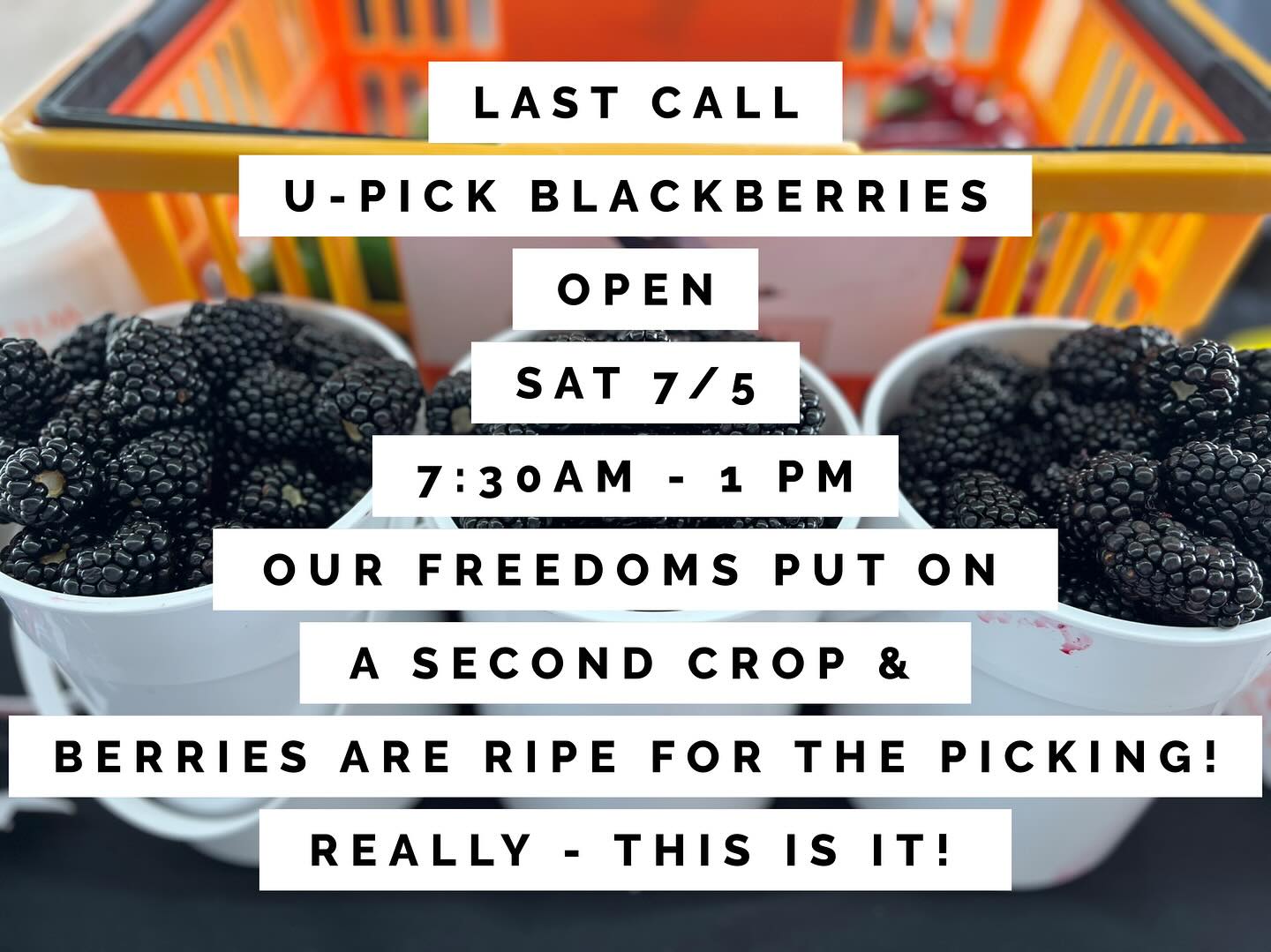📢LAST CALL for U-PICK BLACKBERRIES!📢
We thought the season was done, but… SURPRISE! Our Freedom berries decided to give us one more round!
📅 OPEN: Saturday, July 5
⏰ 7:30 AM – 1:00 PM
📍 Specklebelly Farms
2603 US 90
Weimar, TX 78962
Our second (primocane) crop is RIPE & READY — and this is truly your last chance to pick blackberries this season (for real this time) Bring family and friends, and your best picking skills… because when they’re gone, they’re gone!
🇺🇸 Come celebrate the tail end of the holiday with a little farm-fresh freedom in every bite.
#LastCallBlackberries #SpecklebellyFarms #FarmFresh #UPickTexas #BlackberrySeasonEnd #PrimeArkFreedomBerries